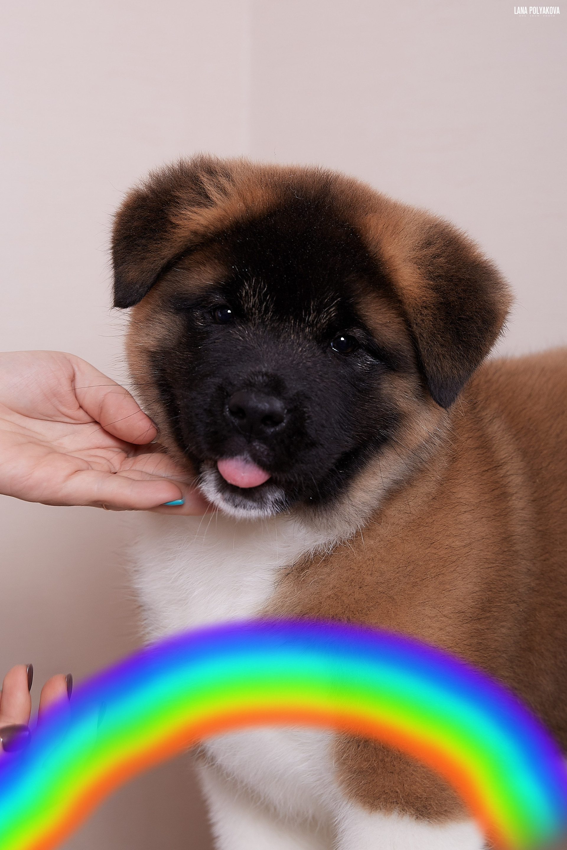 Кого не стало. Американская акита I Сиба ину I Питомник RUBYLIGHT