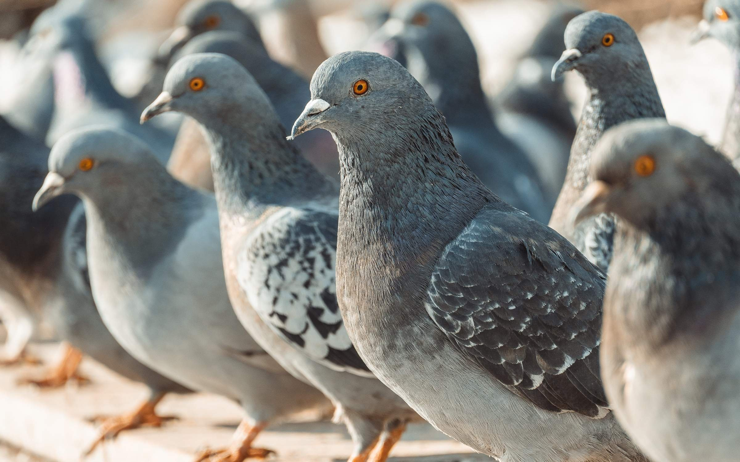 Голуби на площади Солнца