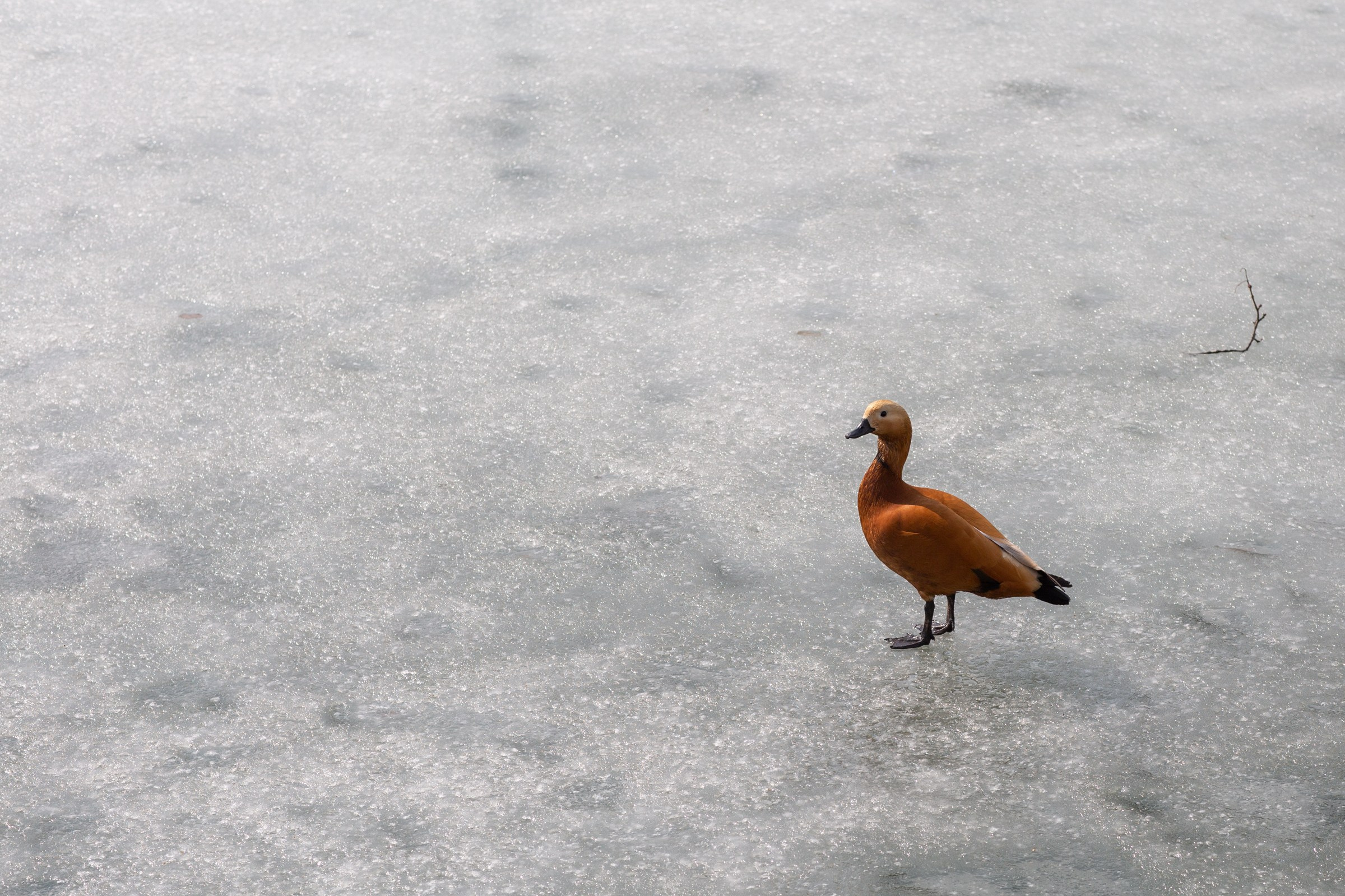 Четвертый день марта (или дни 2/92, 3/92, 4/92). OLGA OLEYNIKOVA Пространство, люди, смыслы