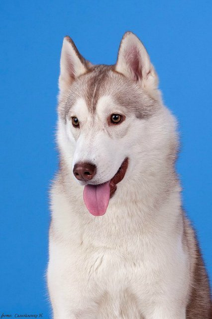 Хаски Latte Macchiato Of Silverlight ЛАТТЕ. Ice Fantasy kennel: professional breeding of Siberian huskies and wels