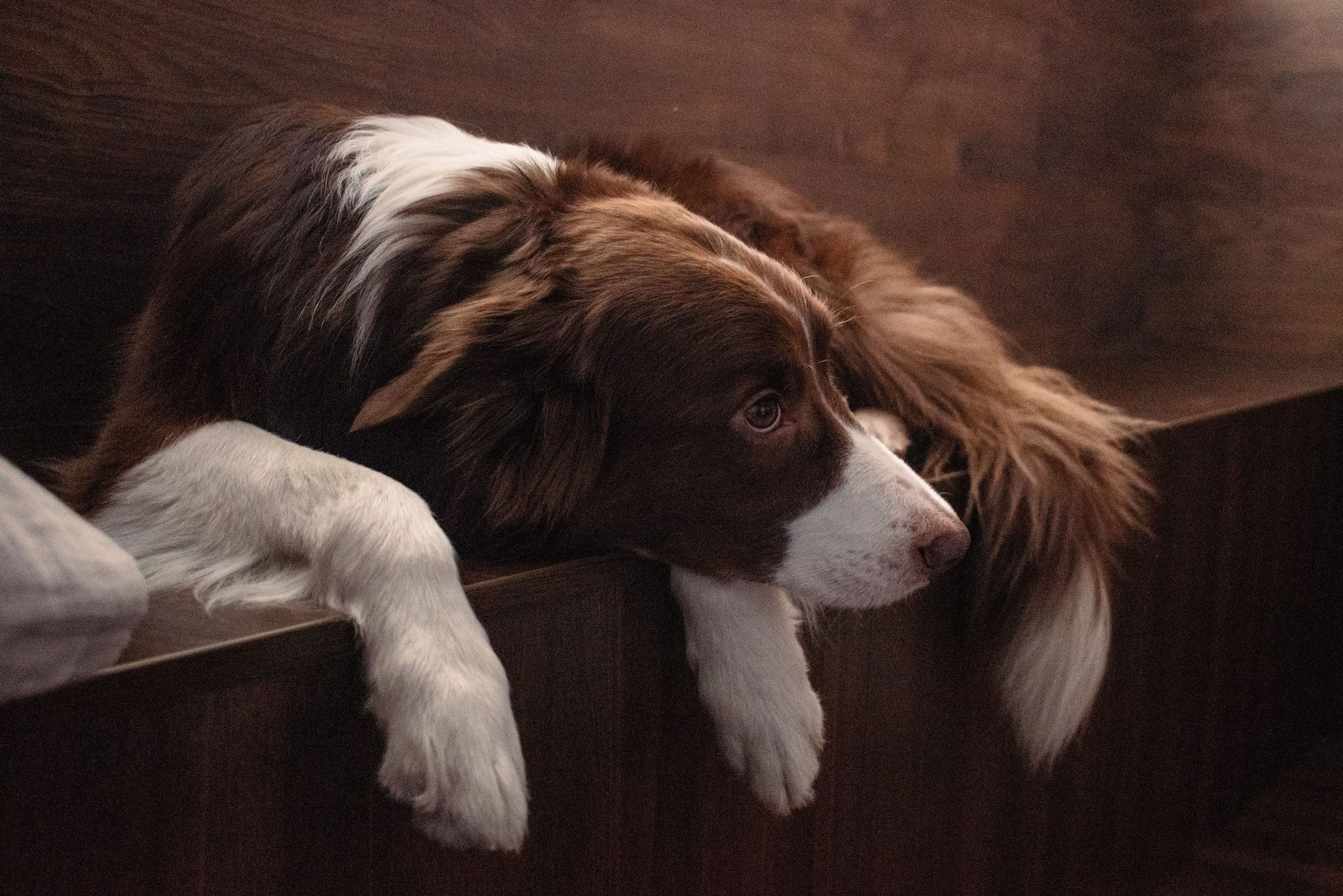 MariaGohri — Конный фотограф, анималист, Рязань