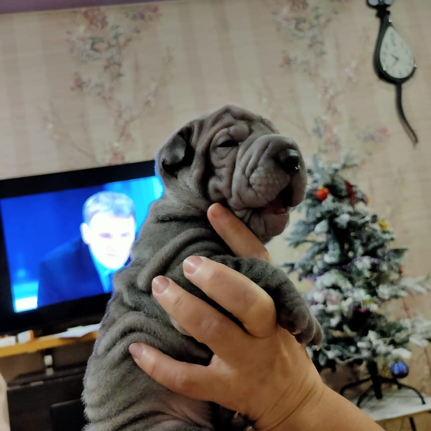 Познакомьтесь с Шар пей в Иркутске. Питомник собак Иркутск