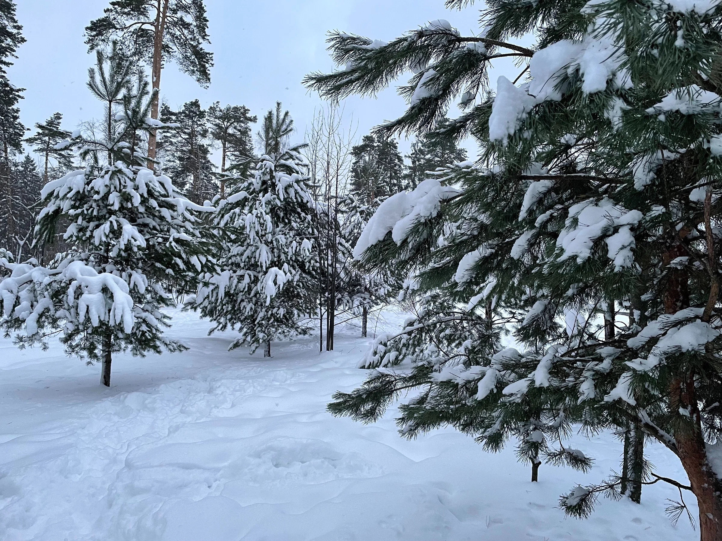 Зима в Пестовском парке Подмосковья: горки, горки и ёлки. Проект «Фотокладовка»: блог уличной фотографии в формате street photo