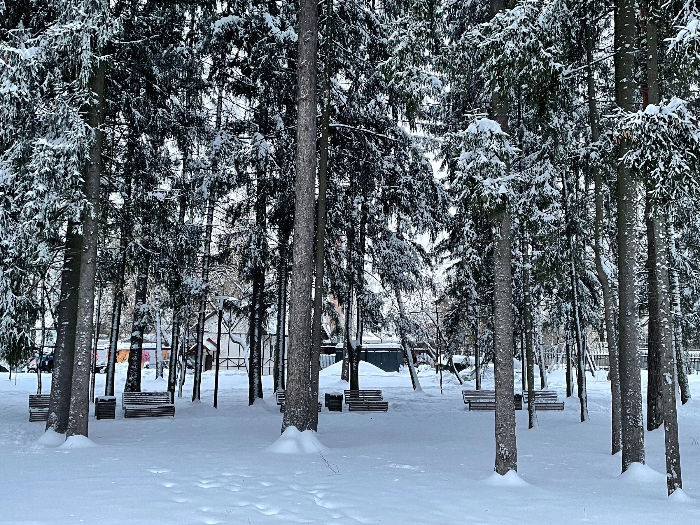 Зима в Пестовском парке Подмосковья: горки, горки и ёлки. Проект «Фотокладовка»: блог уличной фотографии в формате street photo