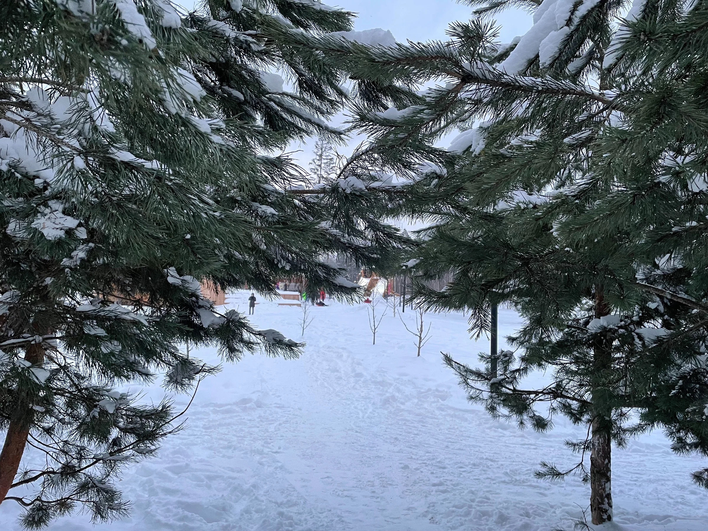 Зима в Пестовском парке Подмосковья: горки, горки и ёлки. Проект «Фотокладовка»: блог уличной фотографии в формате street photo