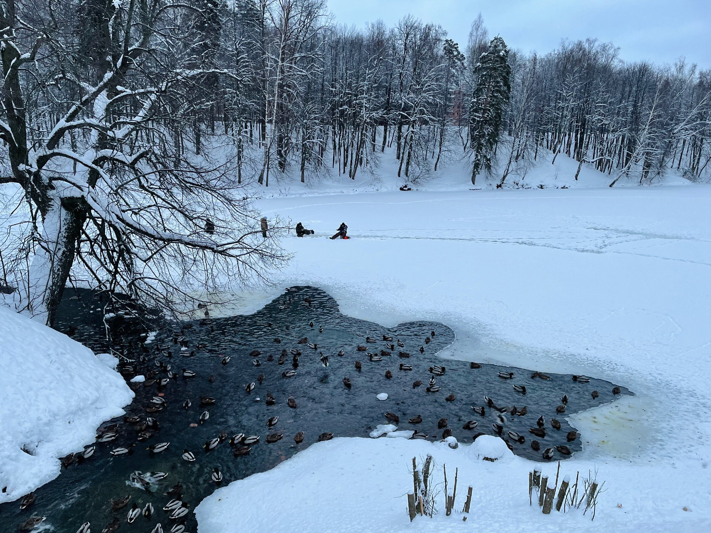 Пришвинские места: парк «Скитские пруды» + Черниговcкий скит. Проект «Фотокладовка»: блог уличной фотографии в формате street photo