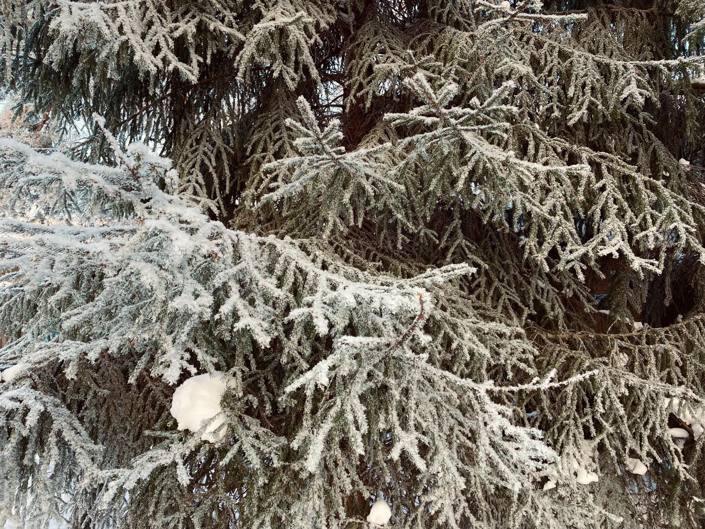 Снежная морозная фотопрогулка в преддверии Нового года. Проект «Фотокладовка»: блог уличной фотографии в формате street photo