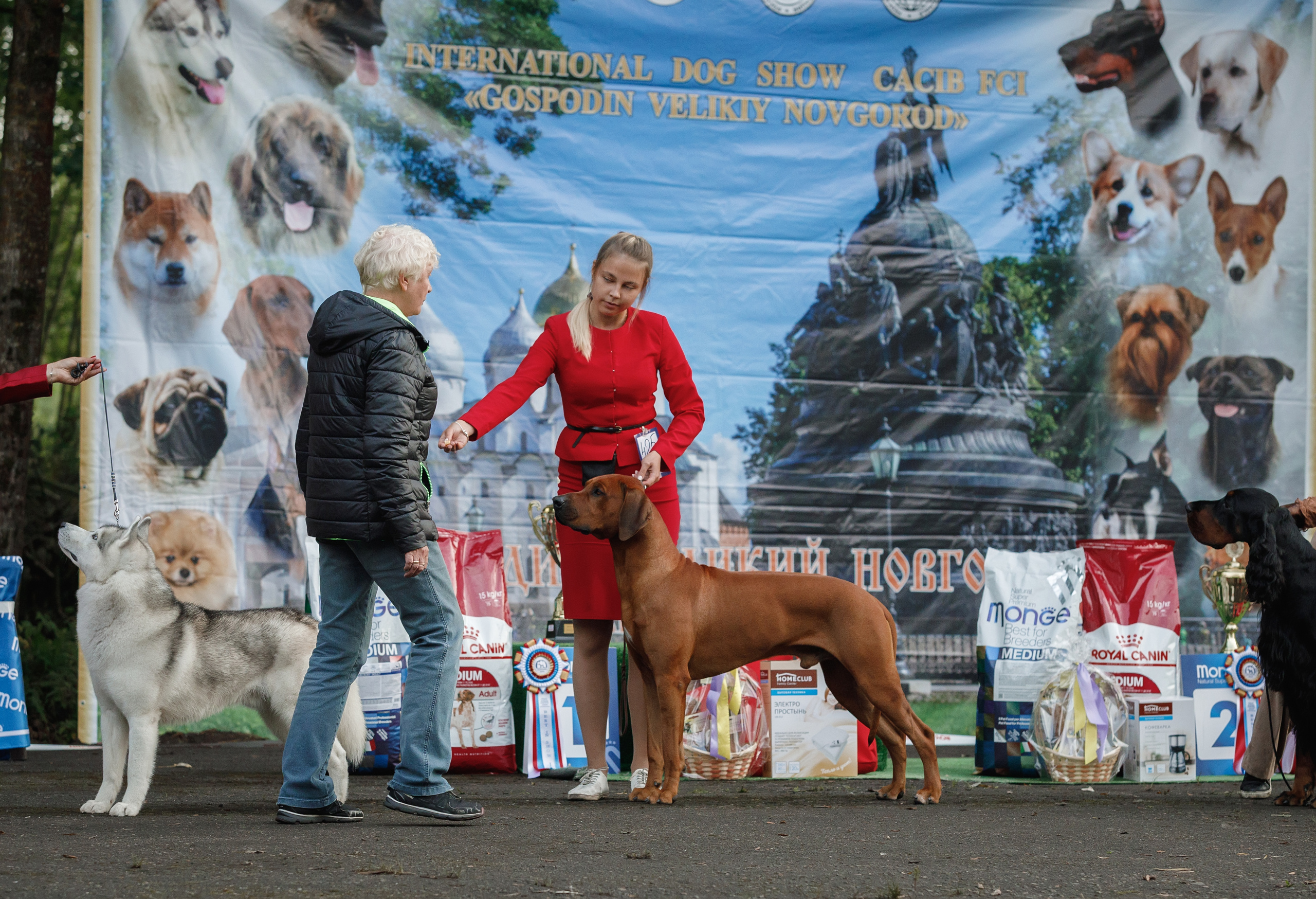 Выставочная деятельность родезийского риджбека Adhamas Geni Nala (Алан. Rhodesian ridgeback Adhamas Geni Nala