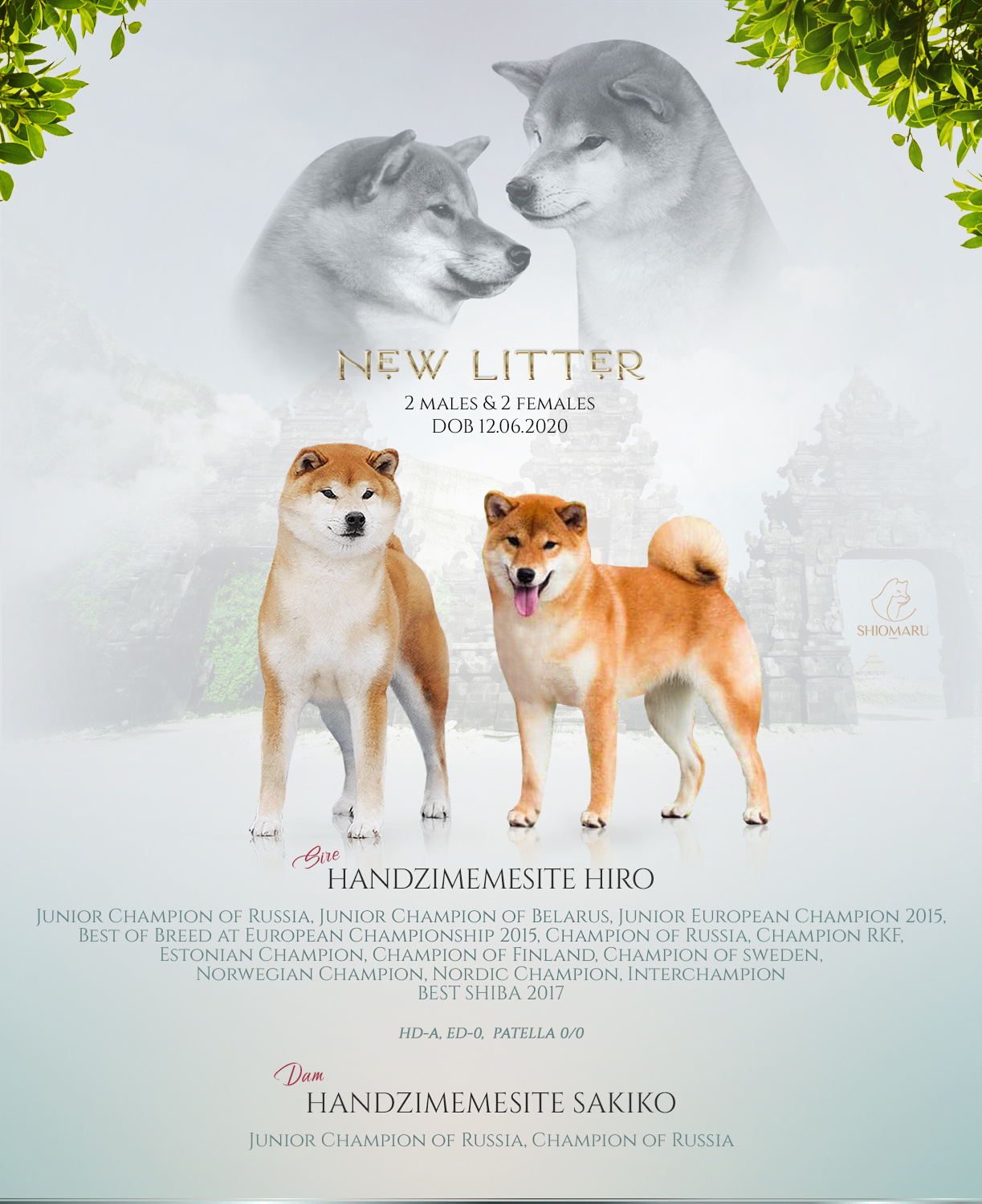 LITTER P. SHIOMARU Shiba and Akita Inu Kennel