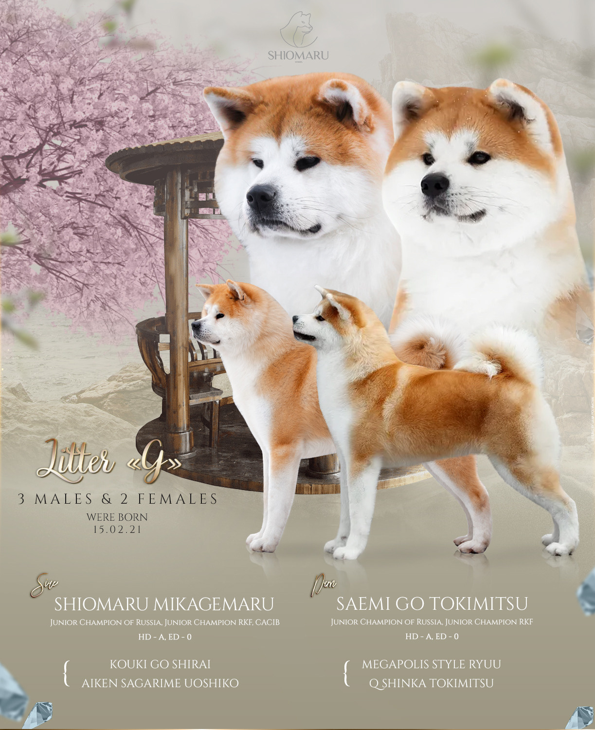 ПОМЕТ G. SHIOMARU Shiba and Akita Inu Kennel