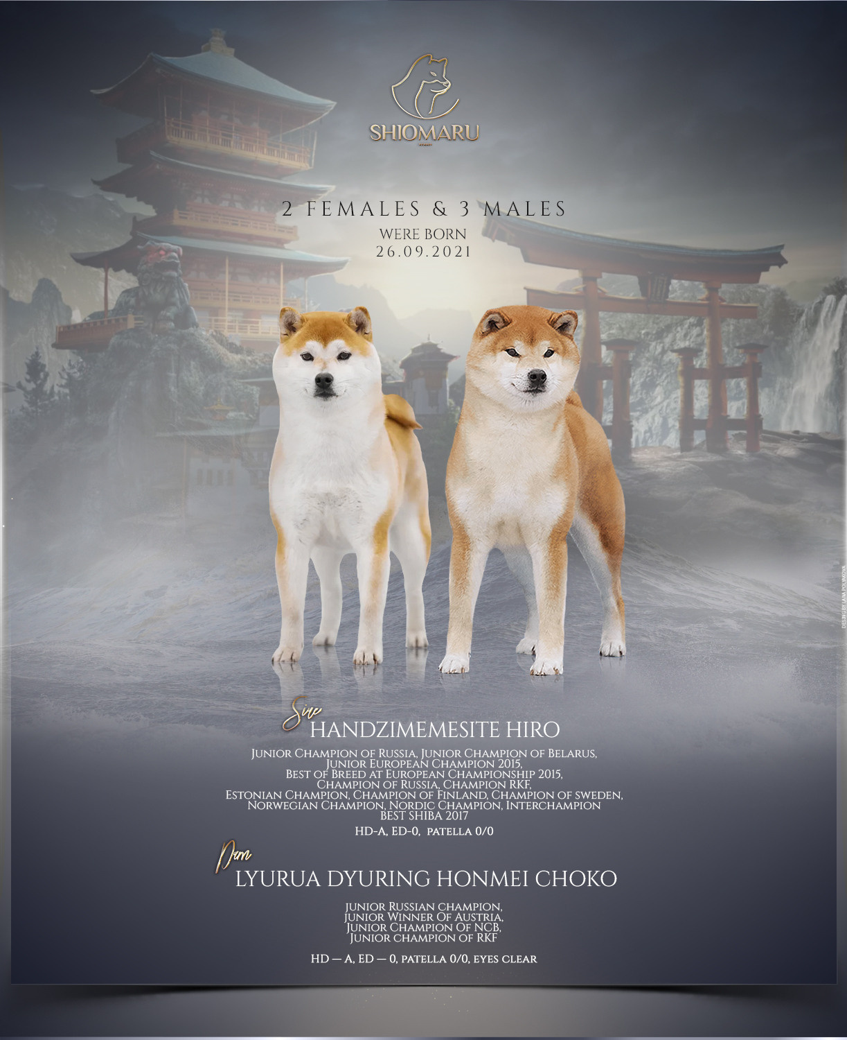 LITTERS. SHIOMARU Shiba and Akita Inu Kennel