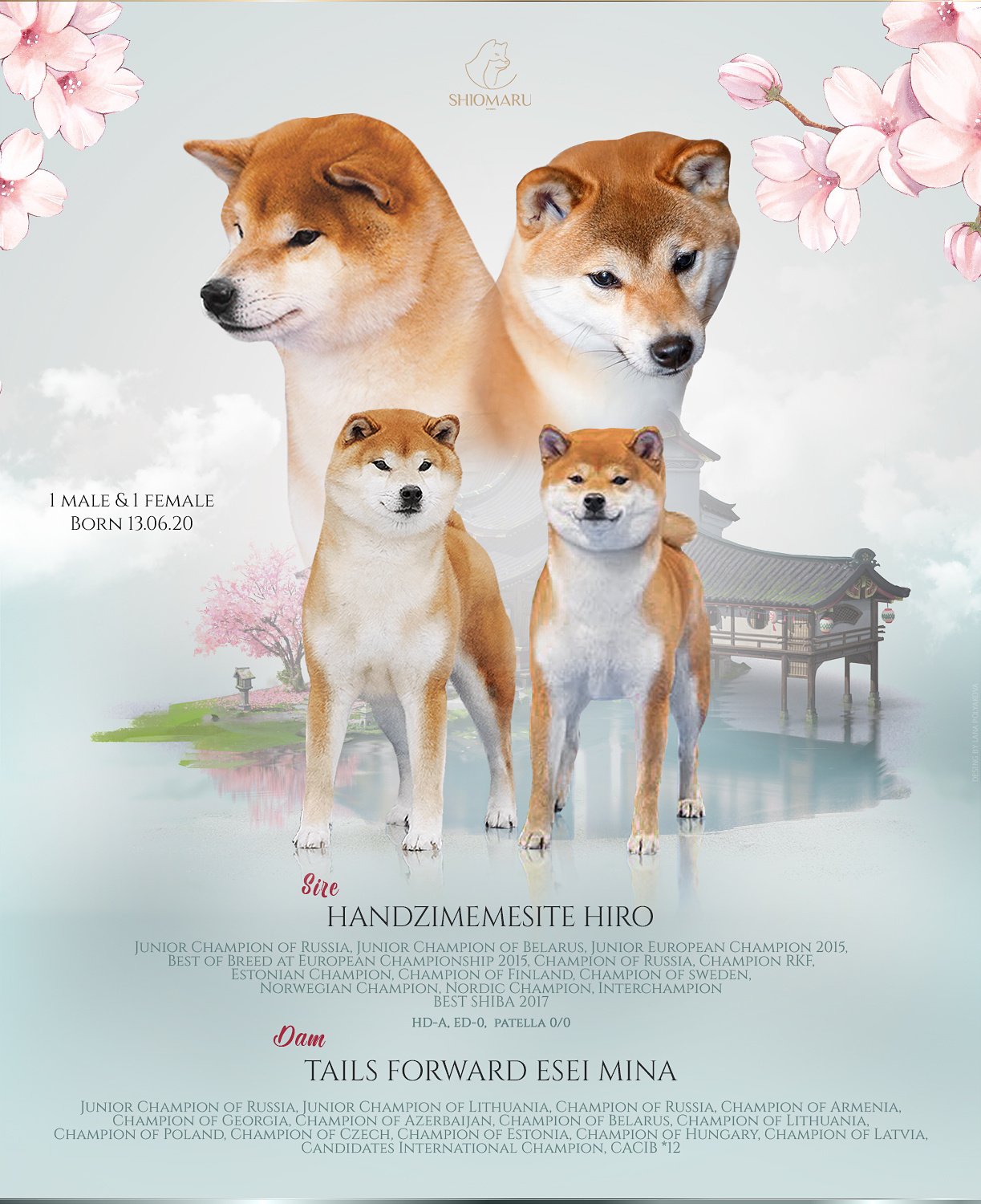 LITTERS. SHIOMARU Shiba and Akita Inu Kennel