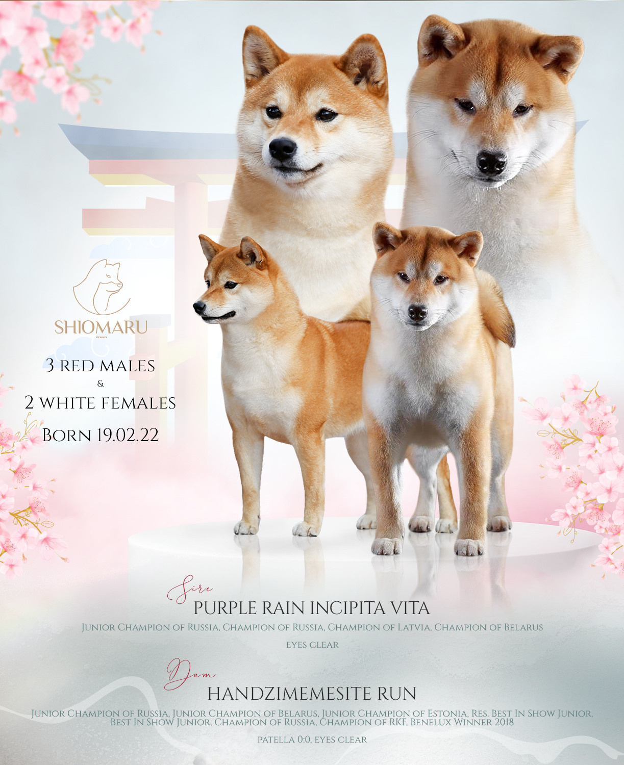 ПОМЕТ W-2022. SHIOMARU Shiba and Akita Inu Kennel