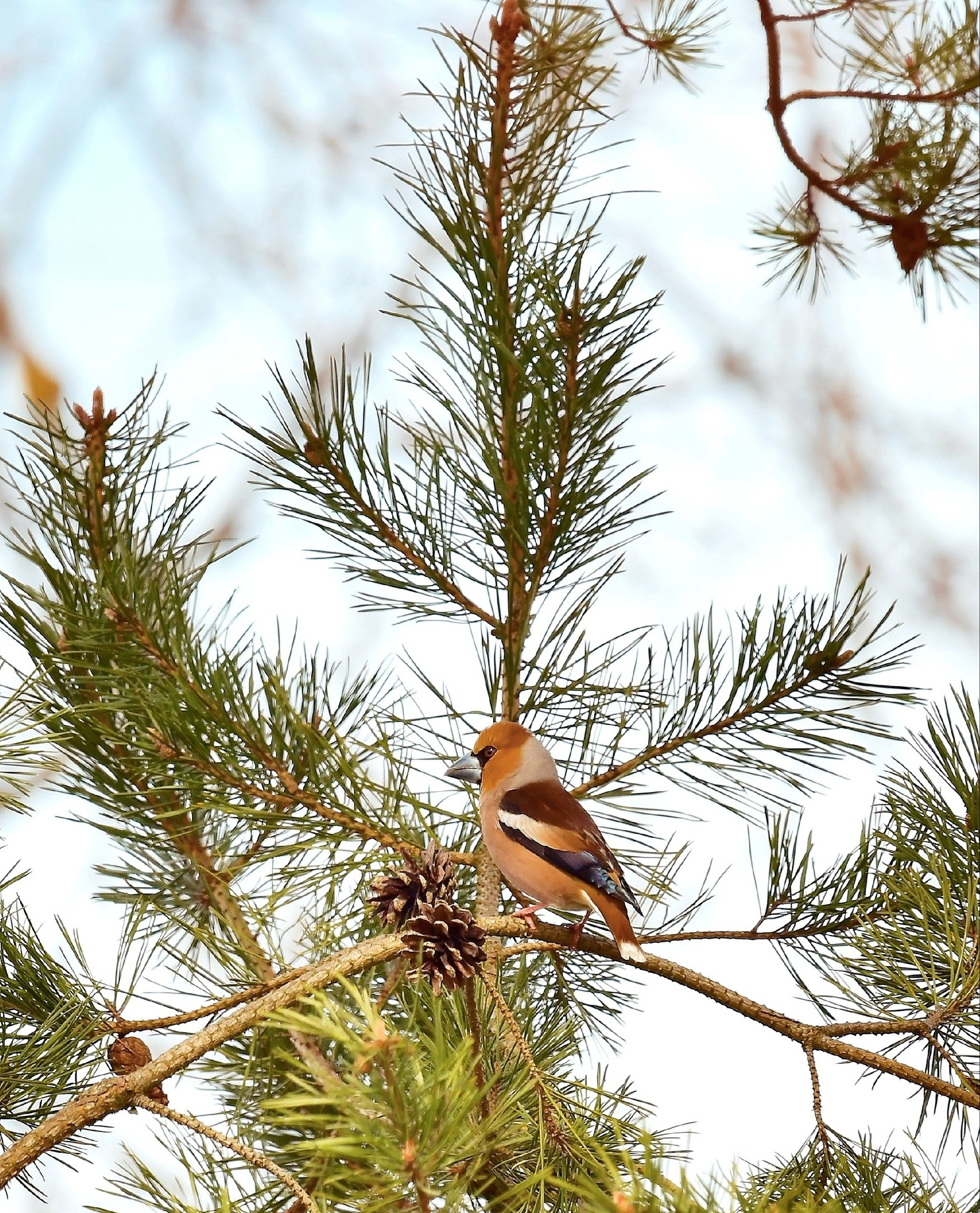 Фотоохота. Фотографии Лены Соколовой