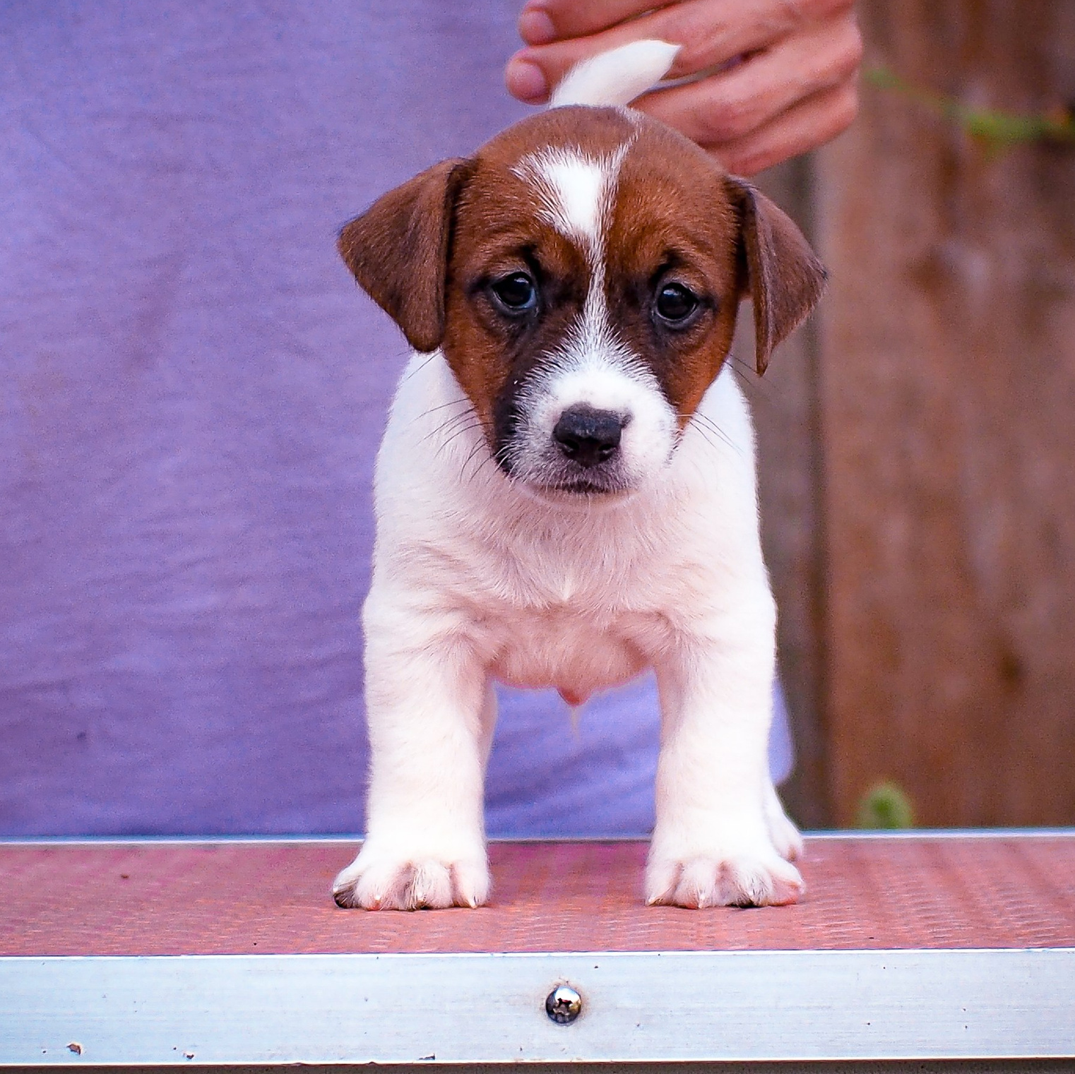 LITTER «Э» |21/06/2025. CANE MAESTRO — kennel Jack Russell Terrier