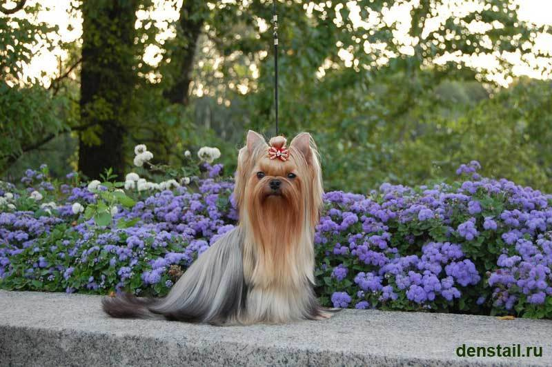 Be Inlove Silvery Wish. Питомник Йоркширских терьеров Дэнстайл в Санкт-Петербурге заводчик Тих