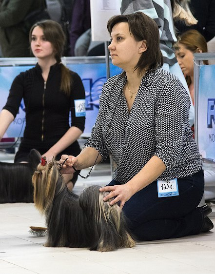 2016 г Результаты выставок. Питомник Йоркширских терьеров Дэнстайл в Санкт-Петербурге заводчик Тих