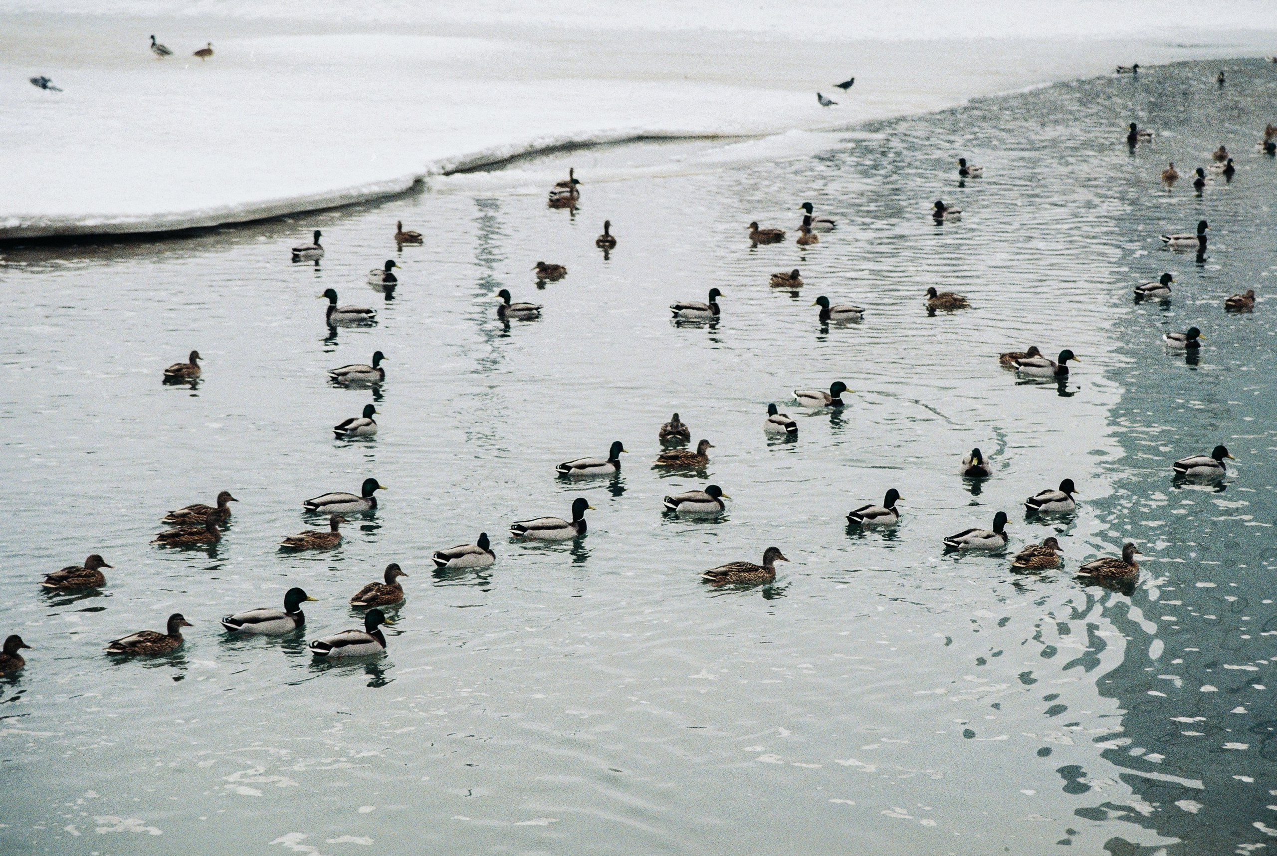 Прогулка по терренкуру с Nikon F60 и Fujifilm C200. Фотограф в Алматы Артемий Матюнин