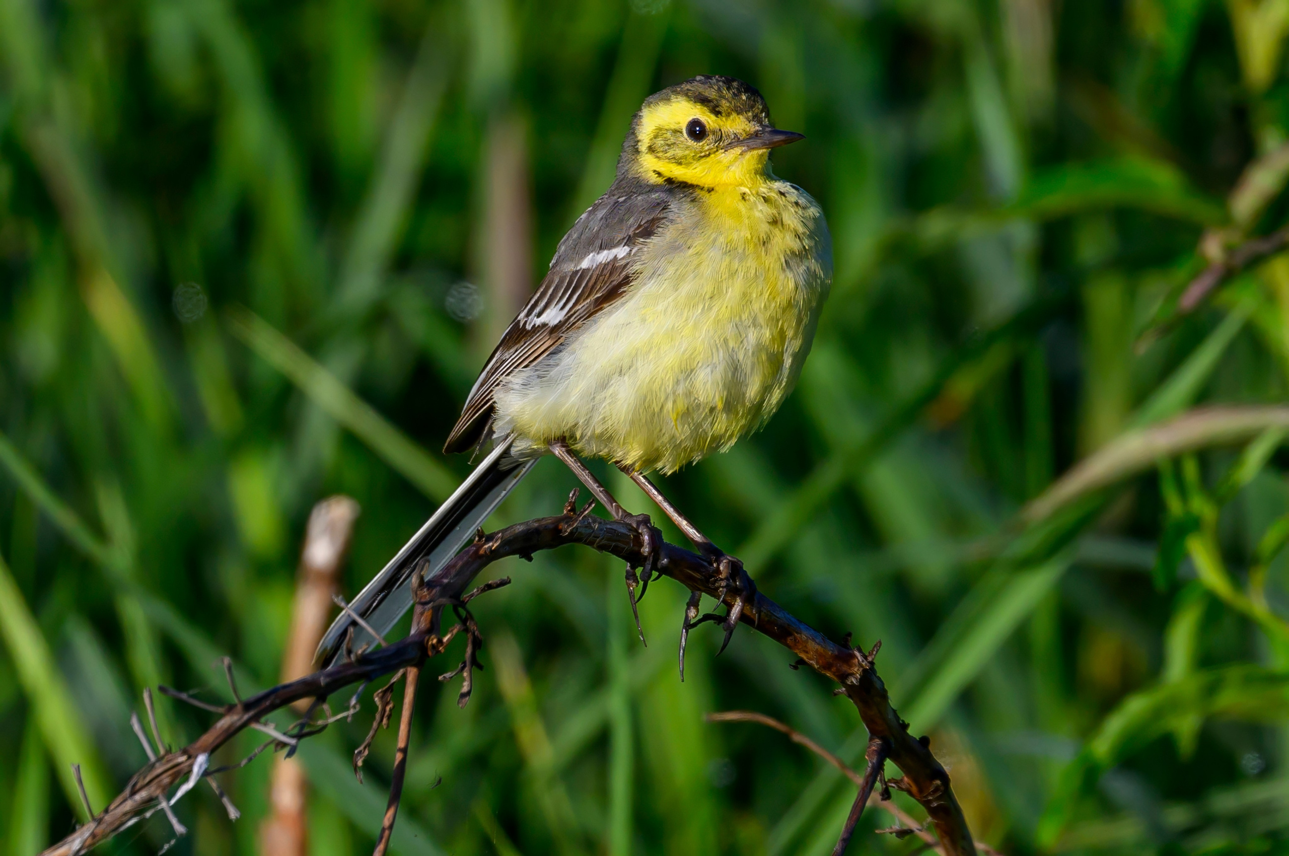 Совы и полевые птицы. Wildlife photography by Sergey Puponin
