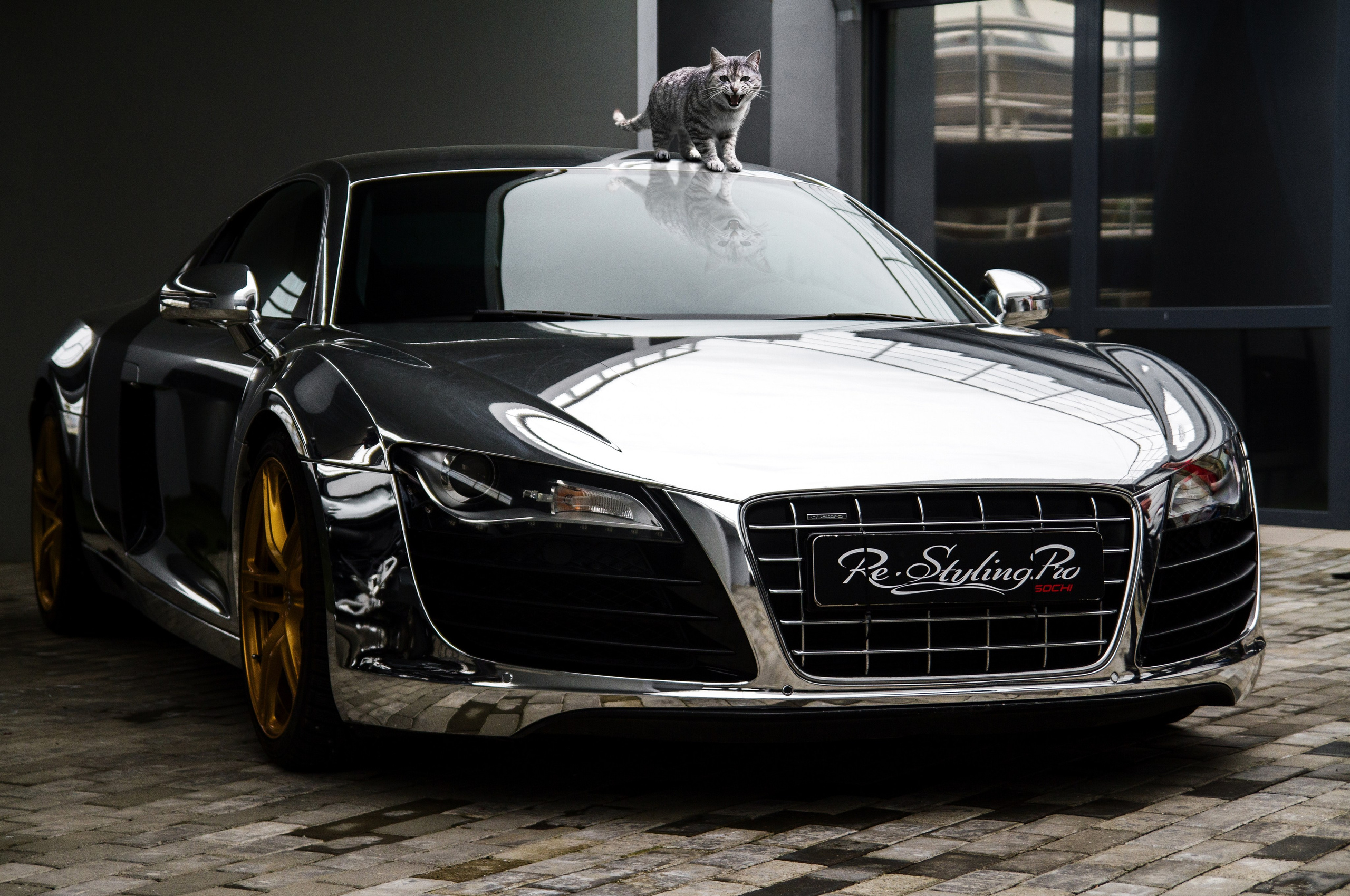 Audi R8 с котиком в Сочи Олимпийская деревня