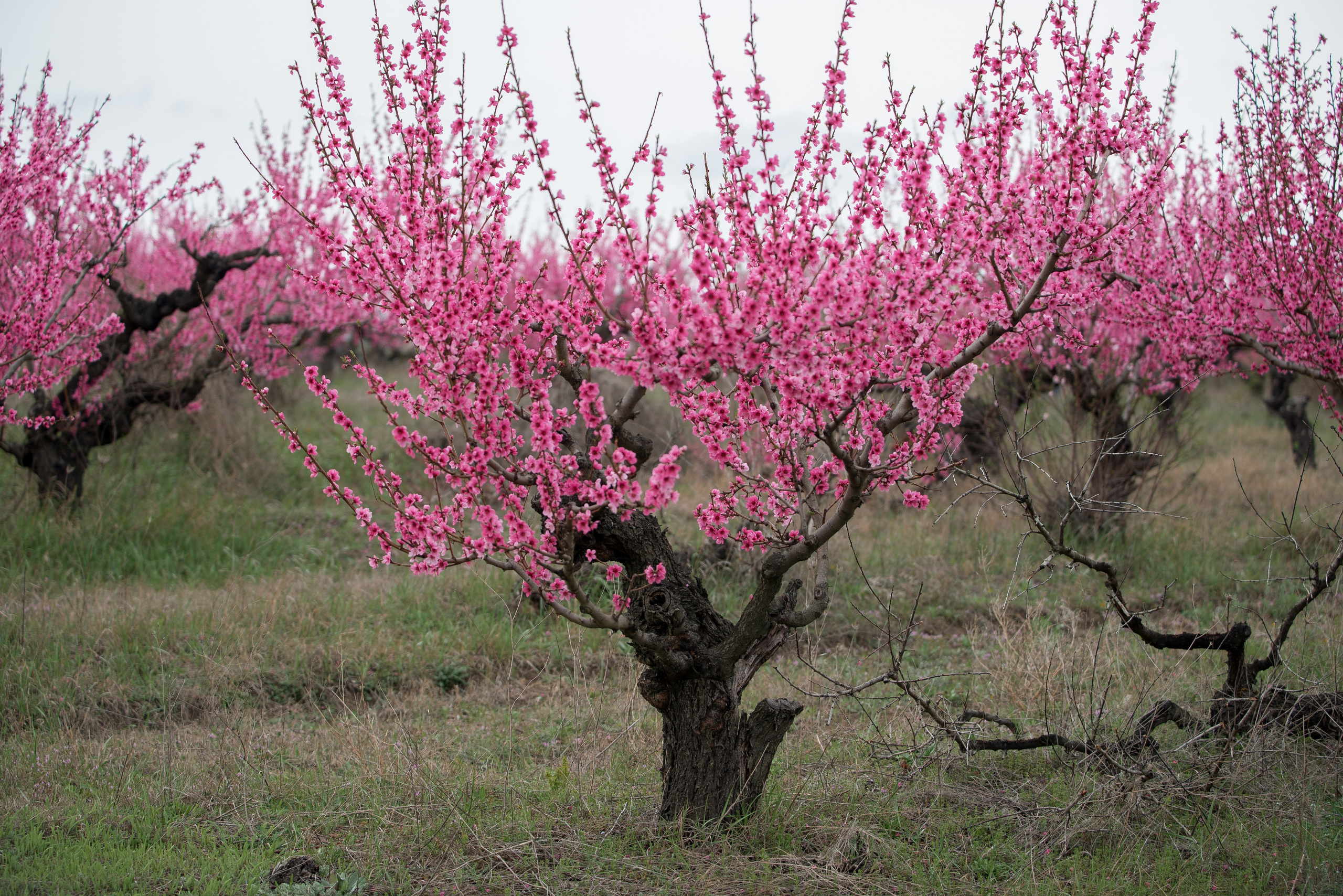 Апрельские цветения персиковых садов в Крыму