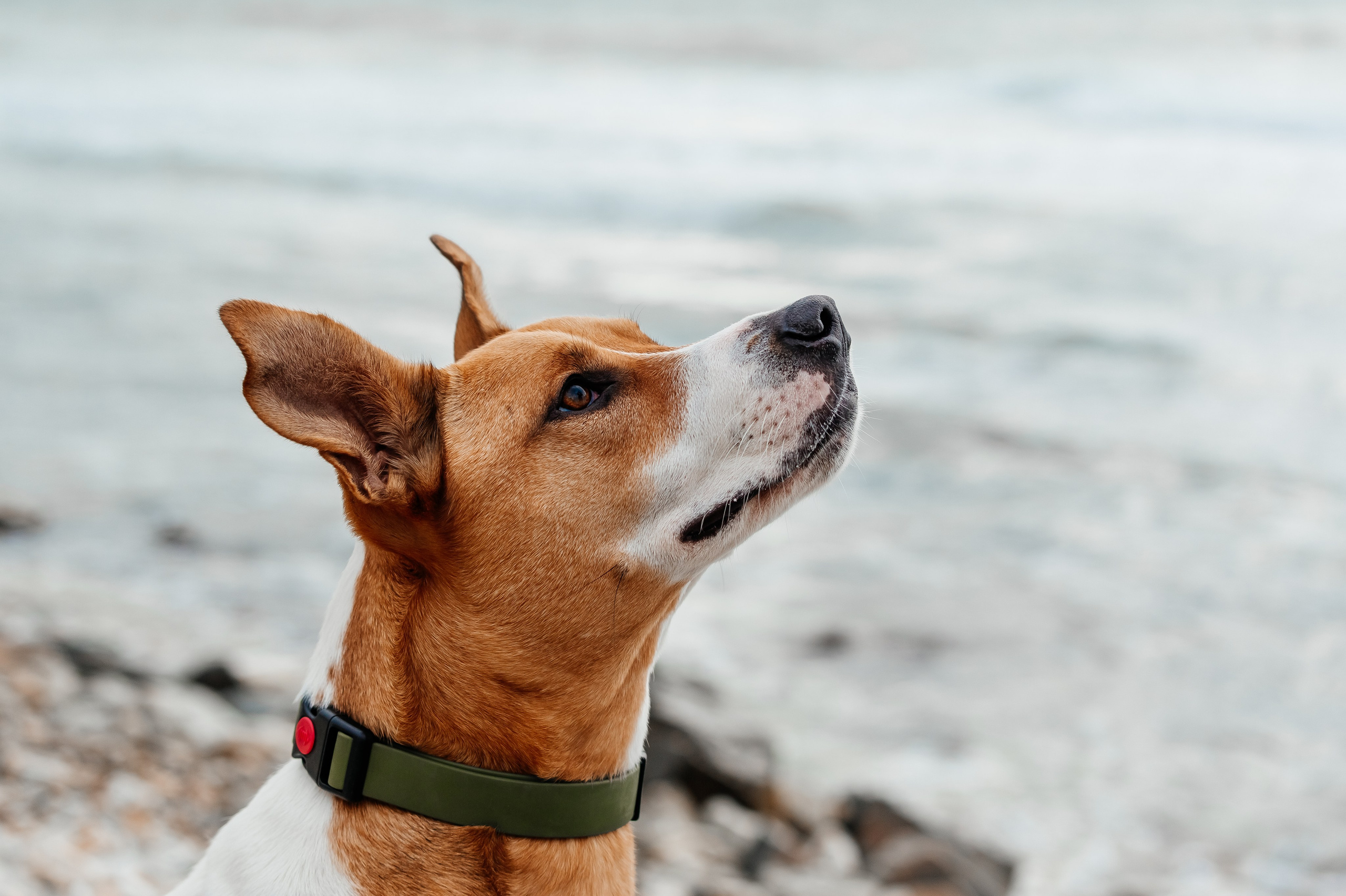 Фотограф — анималист Маргарита Хелбен Краснодар
