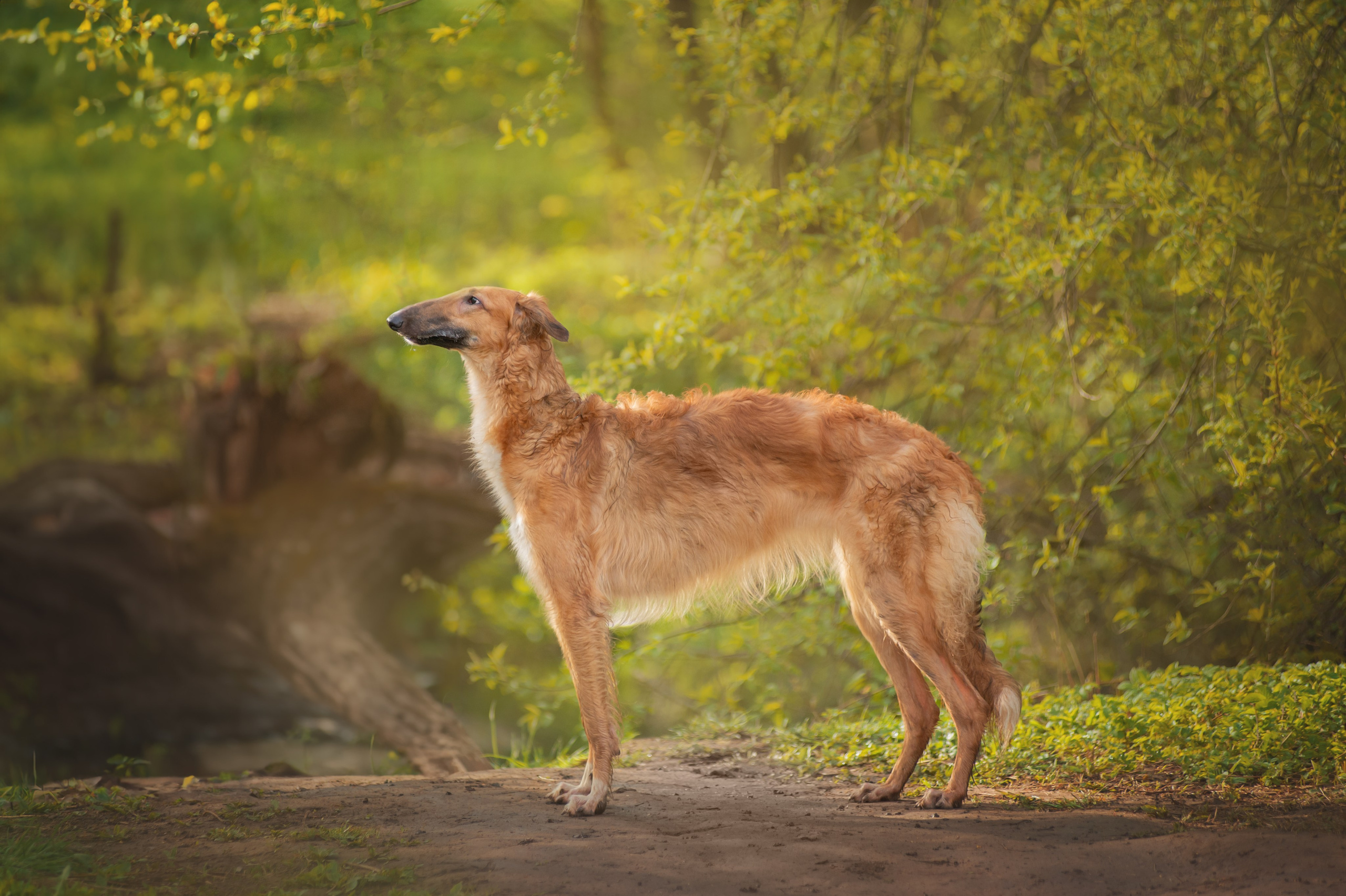 Фотограф — анималист, семейный фотограф — Татьяна Рыбцева