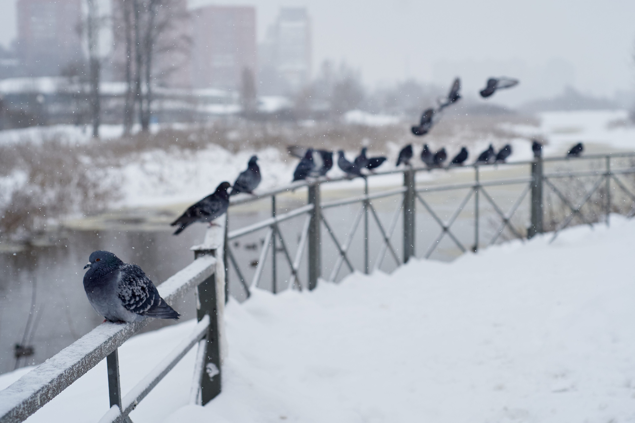 Birds on snow. Urban birds standing on fresh snow during winter.