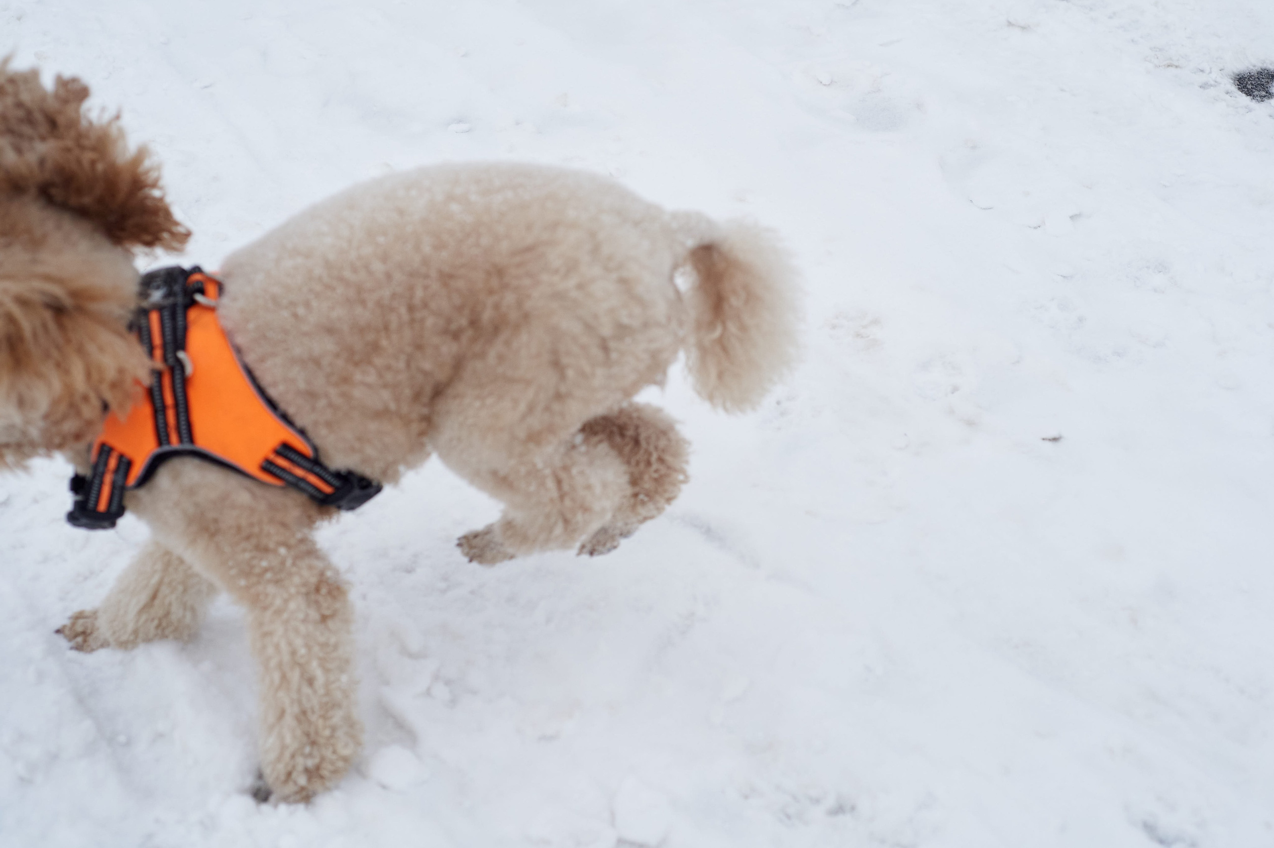 Pigeons in winter. City pigeons walking on snow-covered ground during cold winter weather.