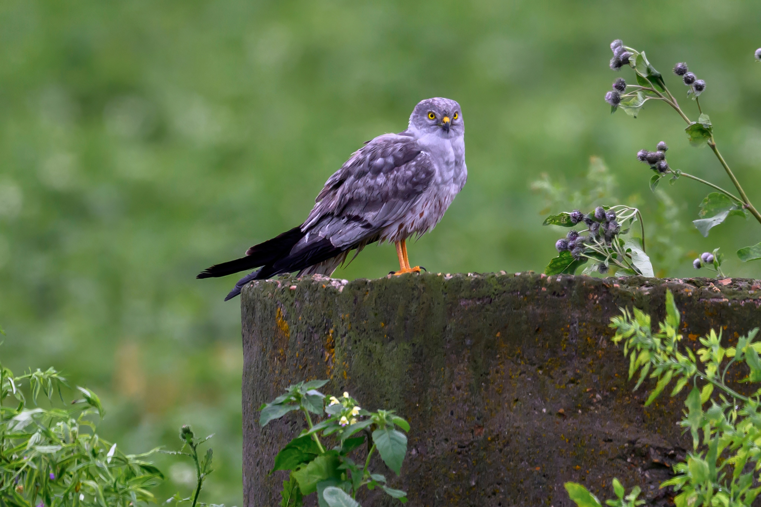 После урагана. After the hurricane. Фотограф Сергей Пупонин