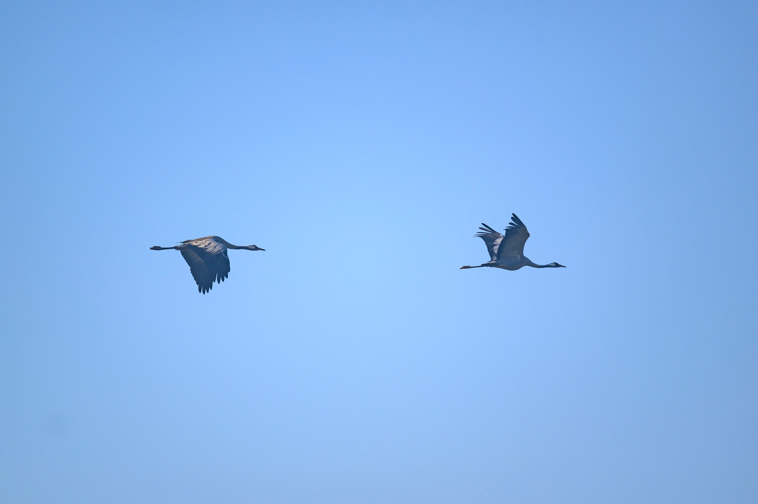 Журавли | Storks. Фотограф Сергей Пупонин