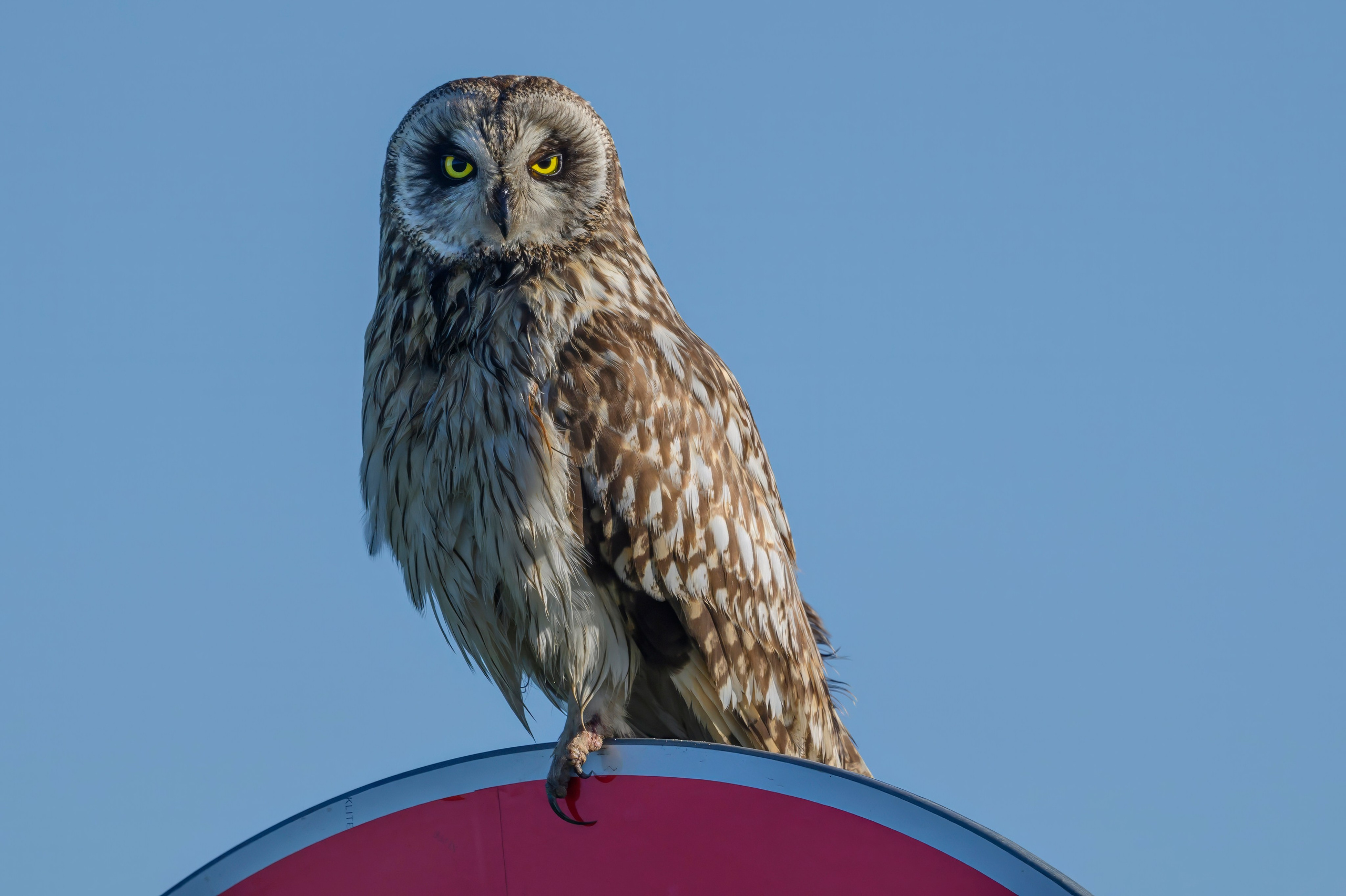 Охота совы. Фотограф Сергей Пупонин