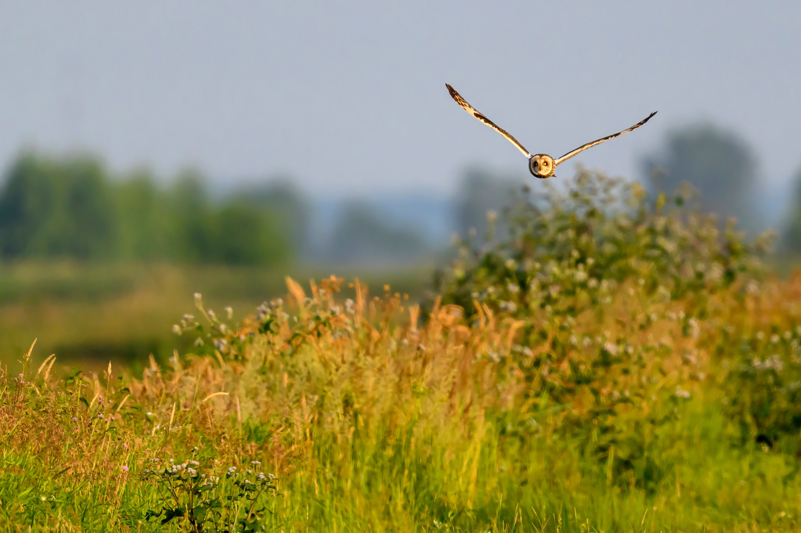 Совы и аисты. Owls and Storks. Wildlife photography by Sergey Puponin
