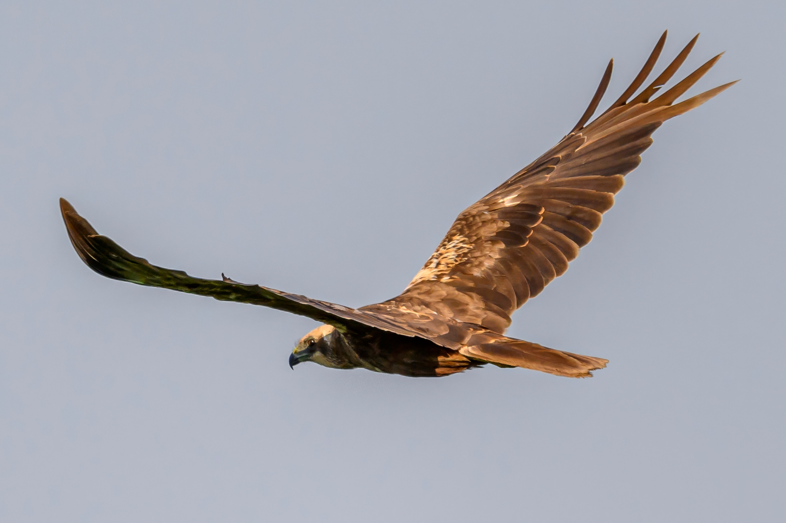 Совы и кулики. Wildlife photography by Sergey Puponin