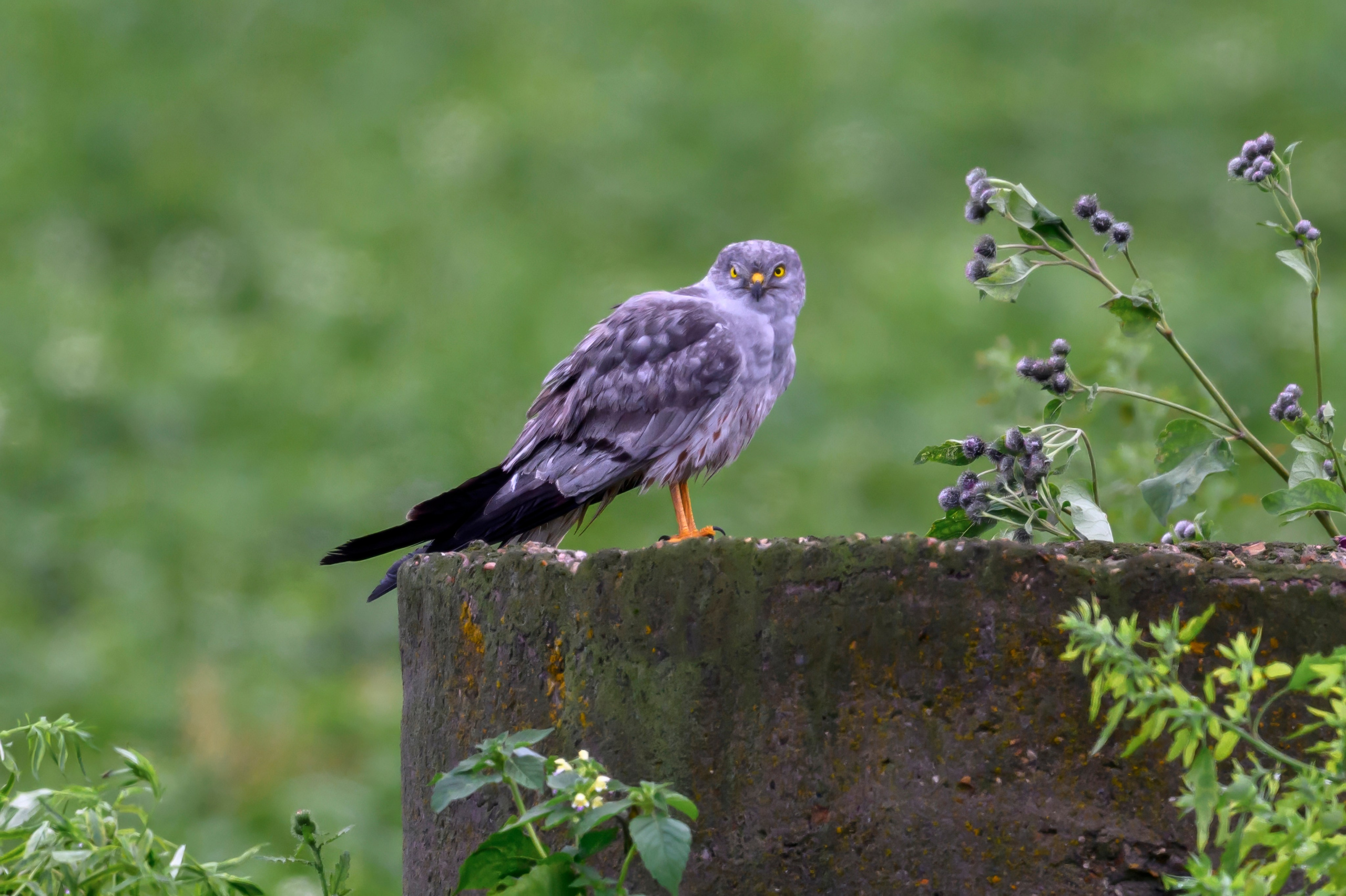 После урагана. After the hurricane. Фотограф Сергей Пупонин