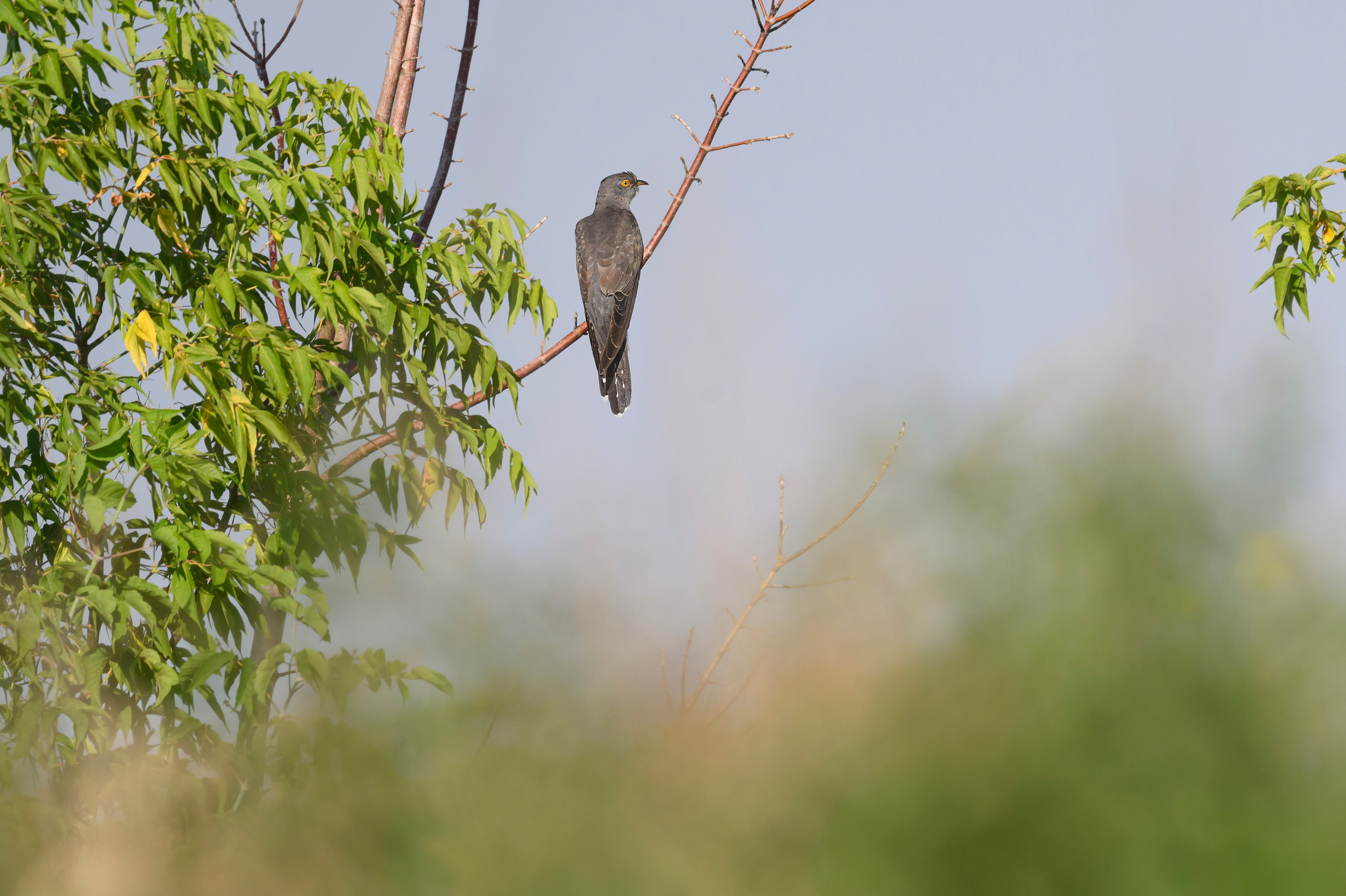 Совы и кулики. Wildlife photography by Sergey Puponin