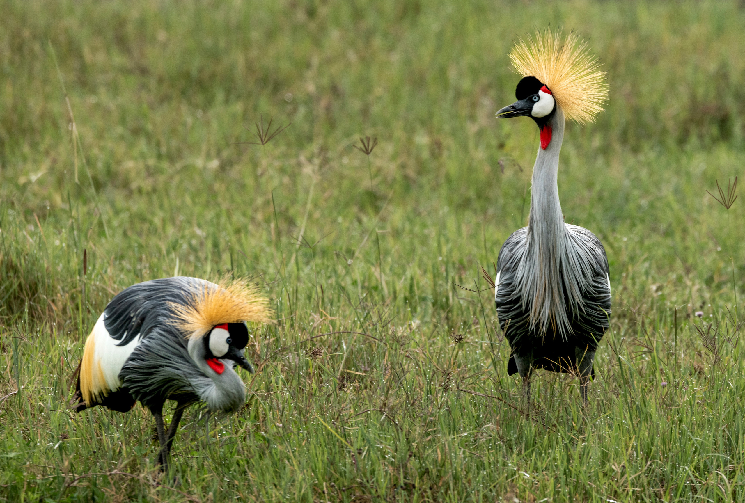 Венценосный журавль. Фотограф Сергей Пупонин