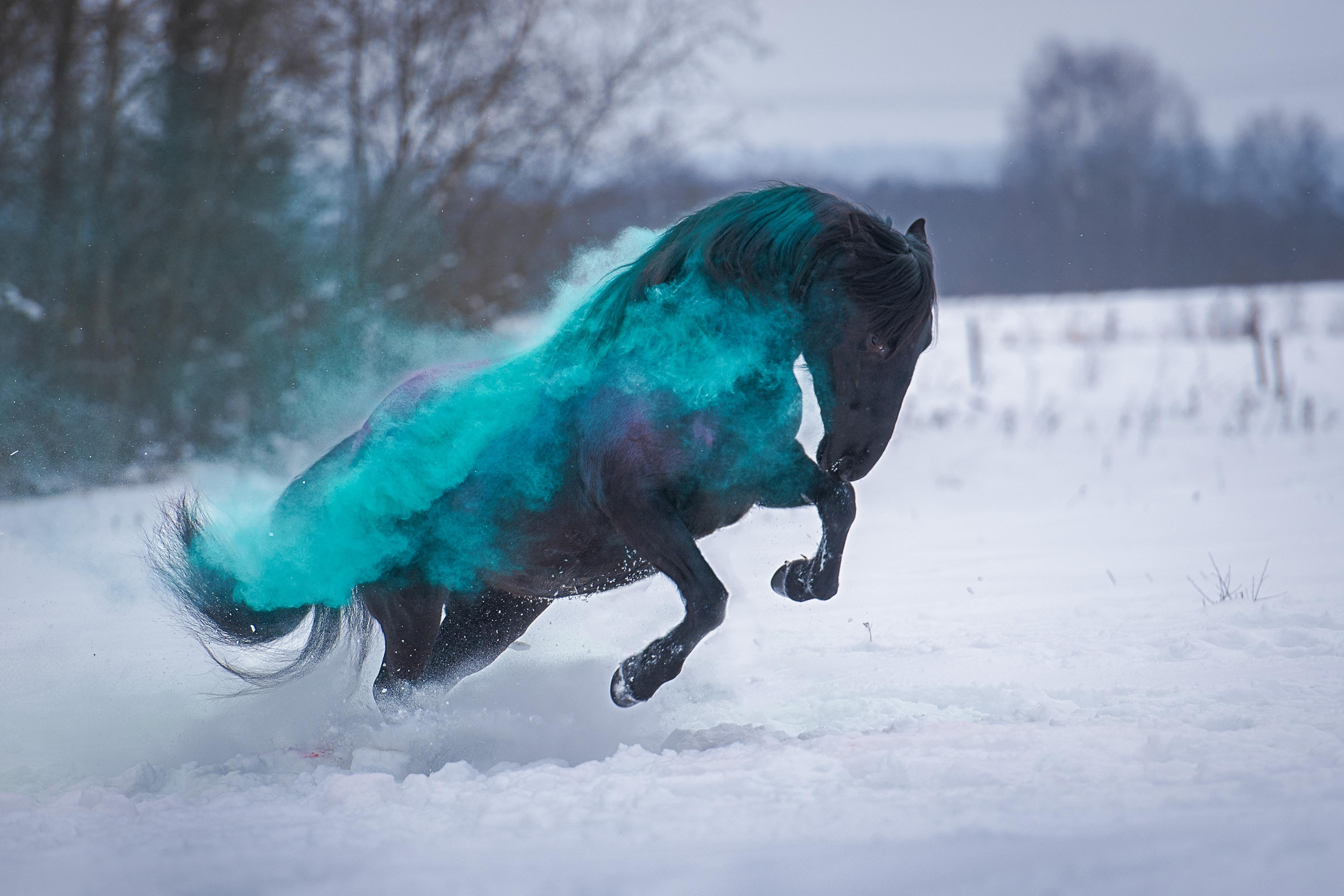 Прайс. Фотограф-анималист