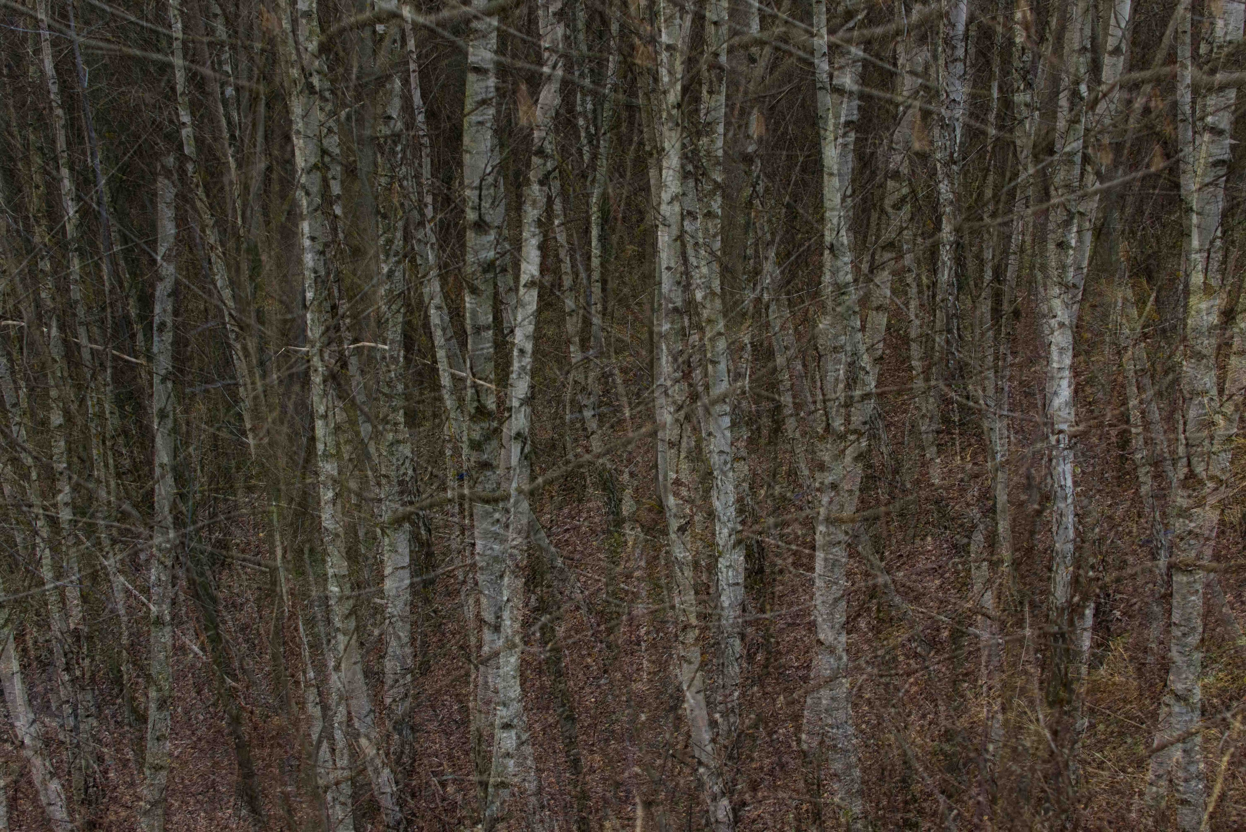 Природа. MAIN