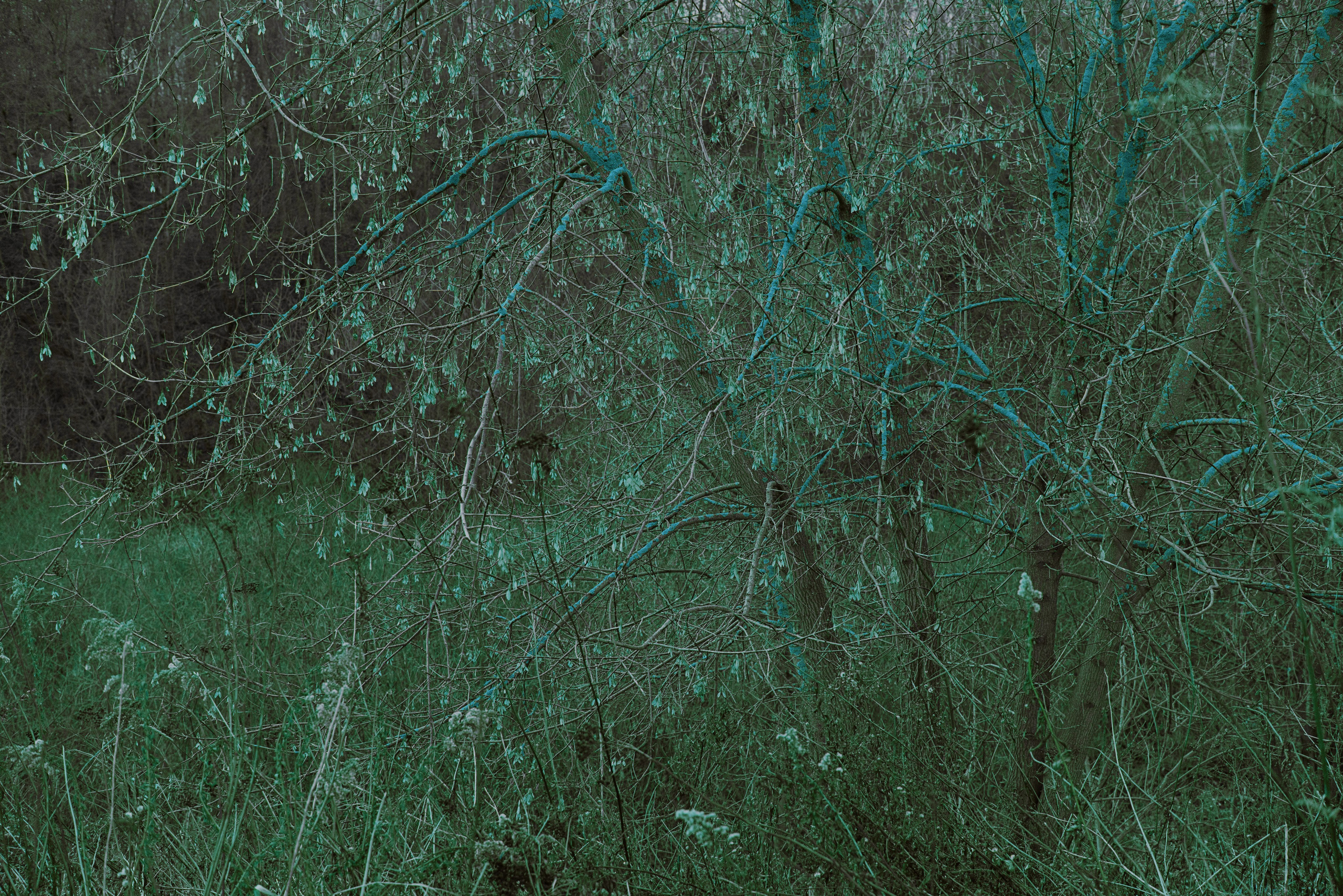 Природа. MAIN