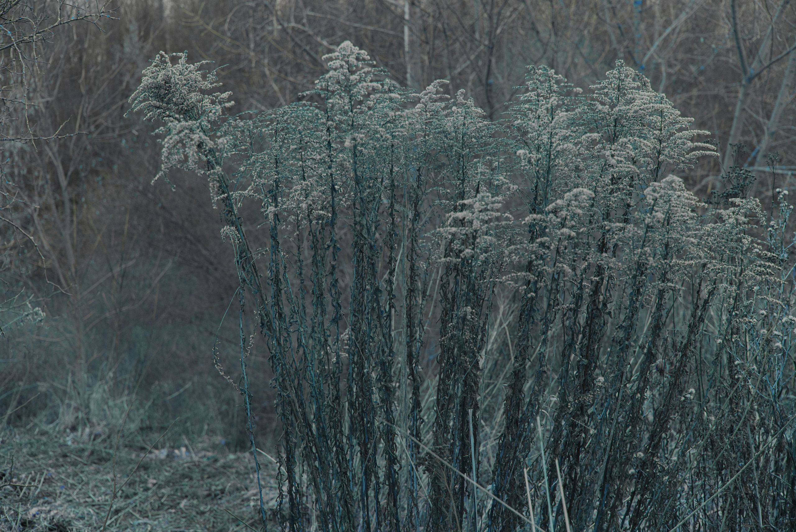 Природа. MAIN