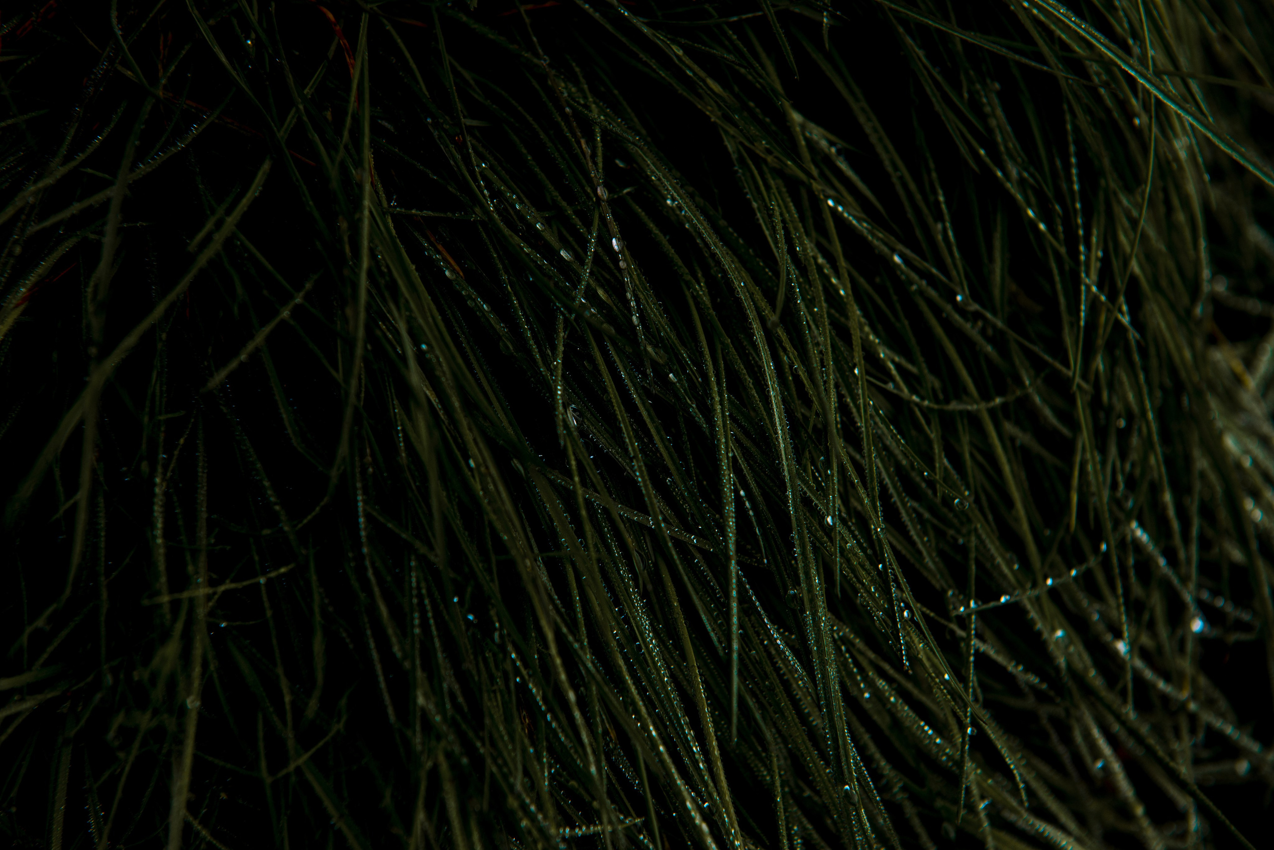 роса на траве