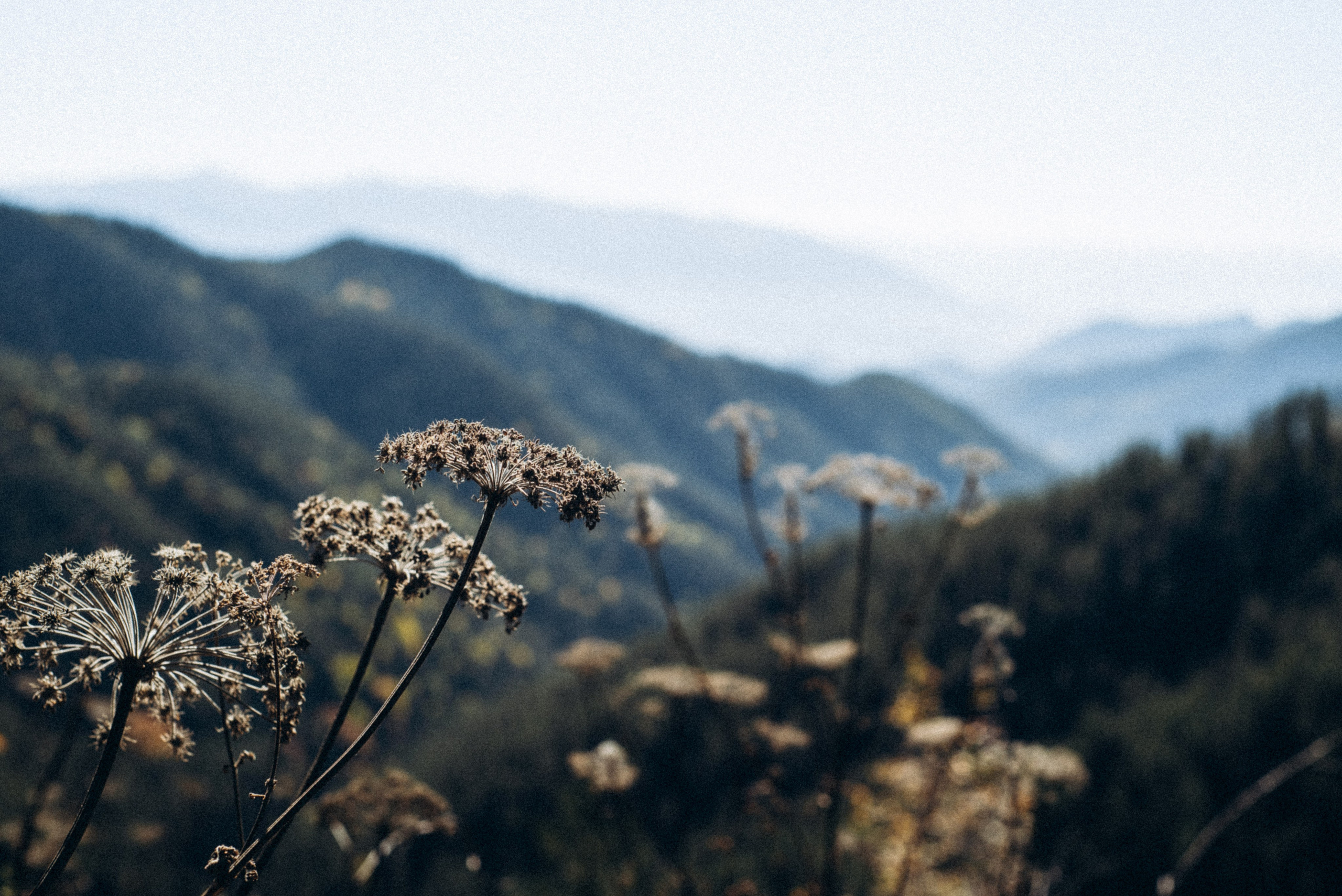 Боржоми, Грузия 🇬🇪. Anita_photo