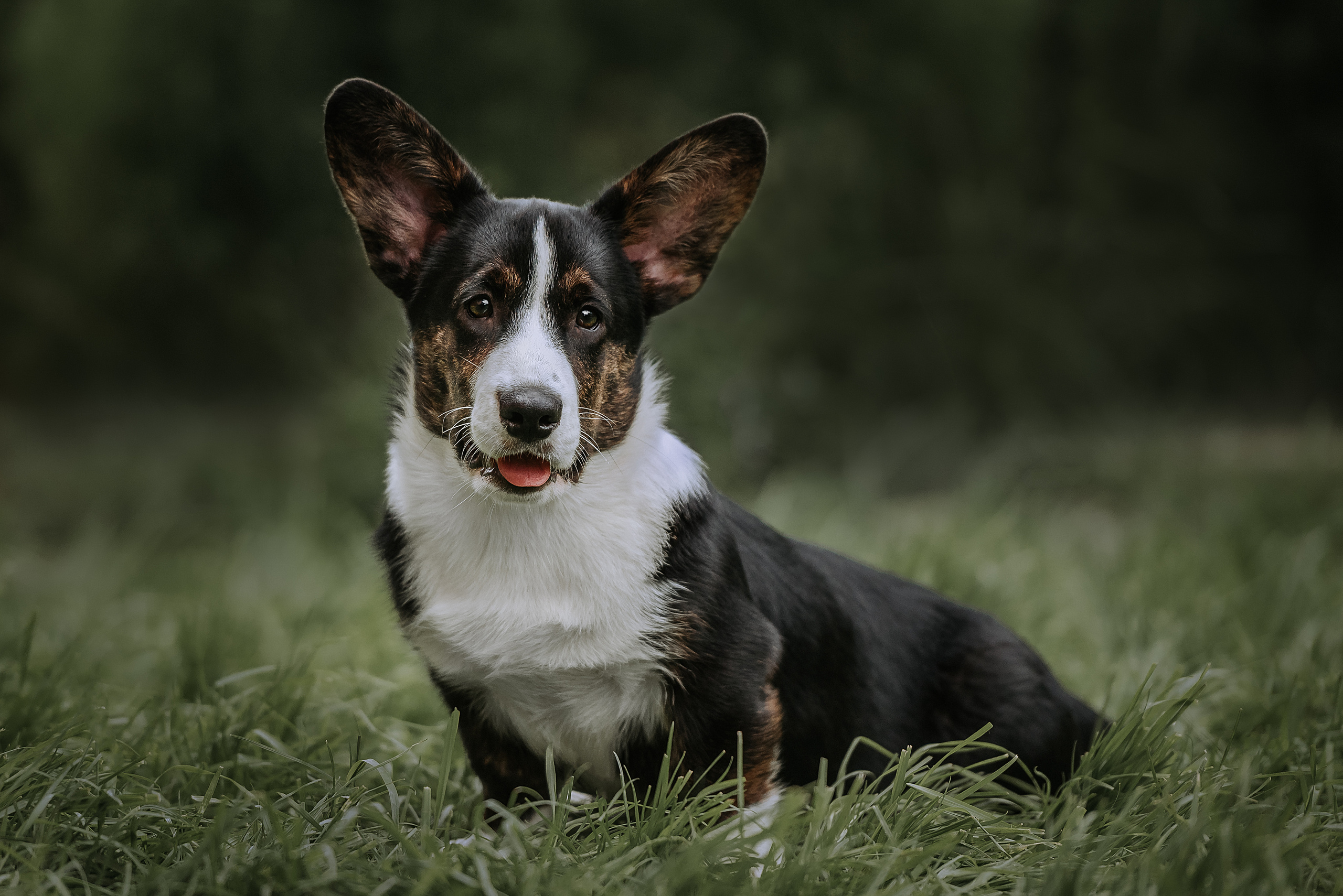 Съемка собак Красноярск Братск