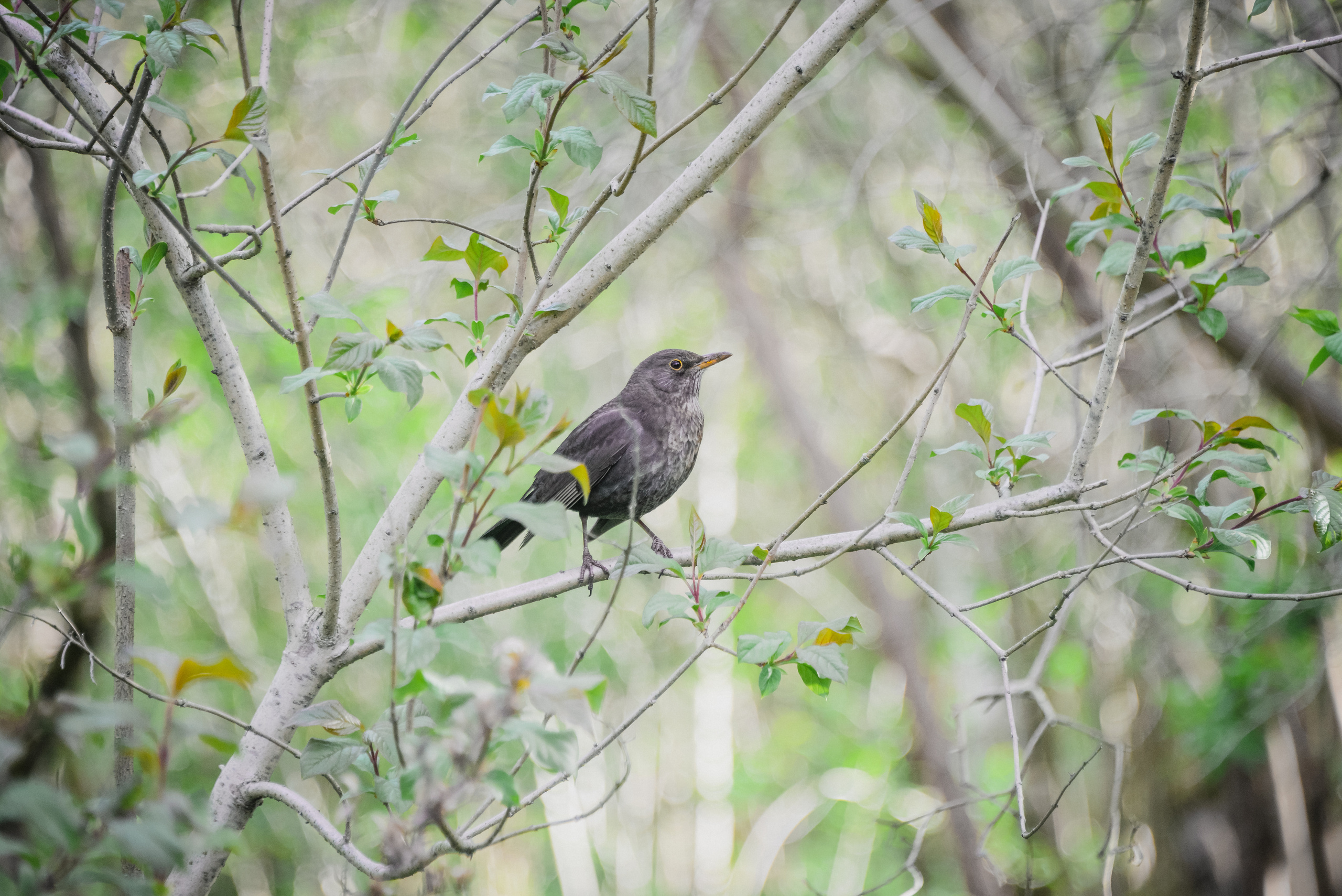 Фотография самки дрозда на ветке дерева весной. Фото принт Дрозд, заказать, купить сумки, одежду и другие товары с весенним фото дизайном Дрозд.
