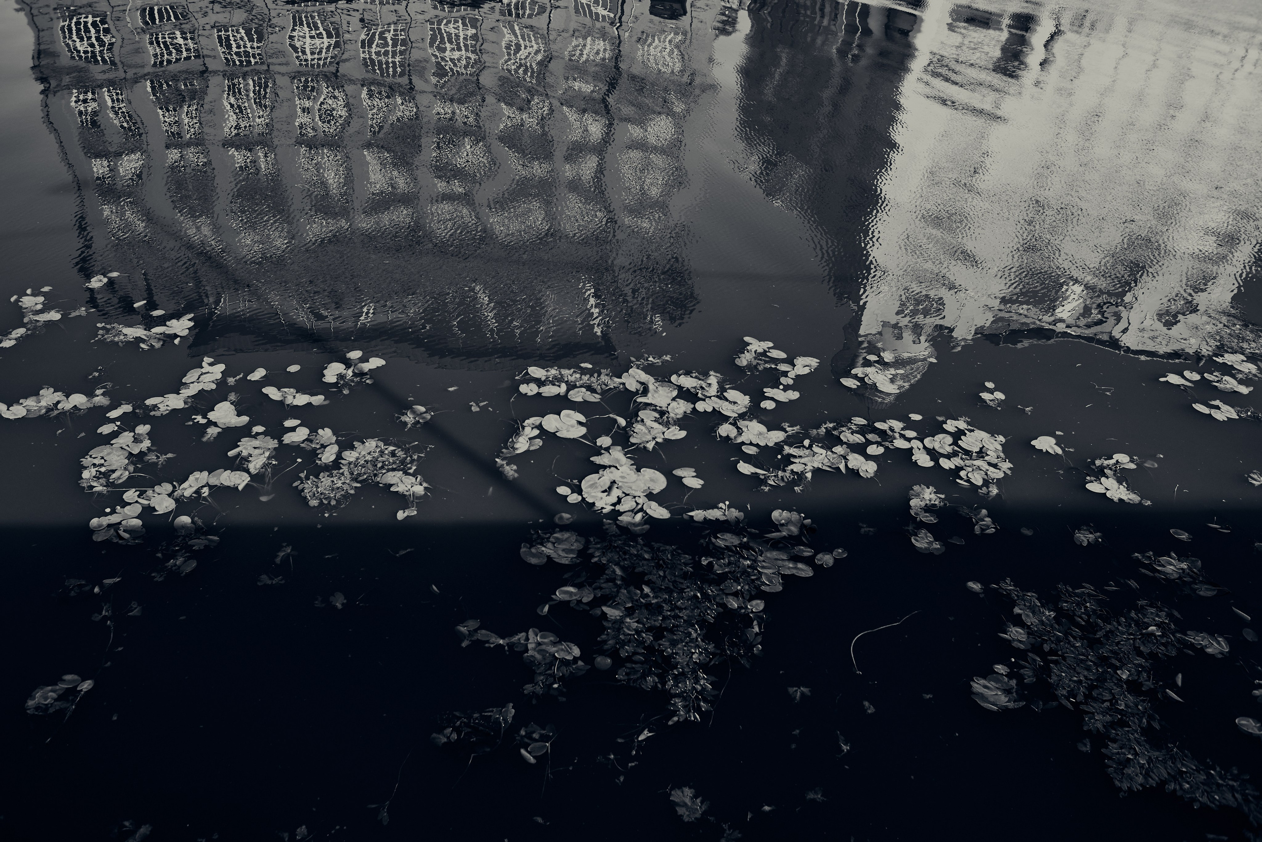 Кувшинки в городе. Стрит фотография. Город Москва 2024 год. Фотограф Александр Гладкий