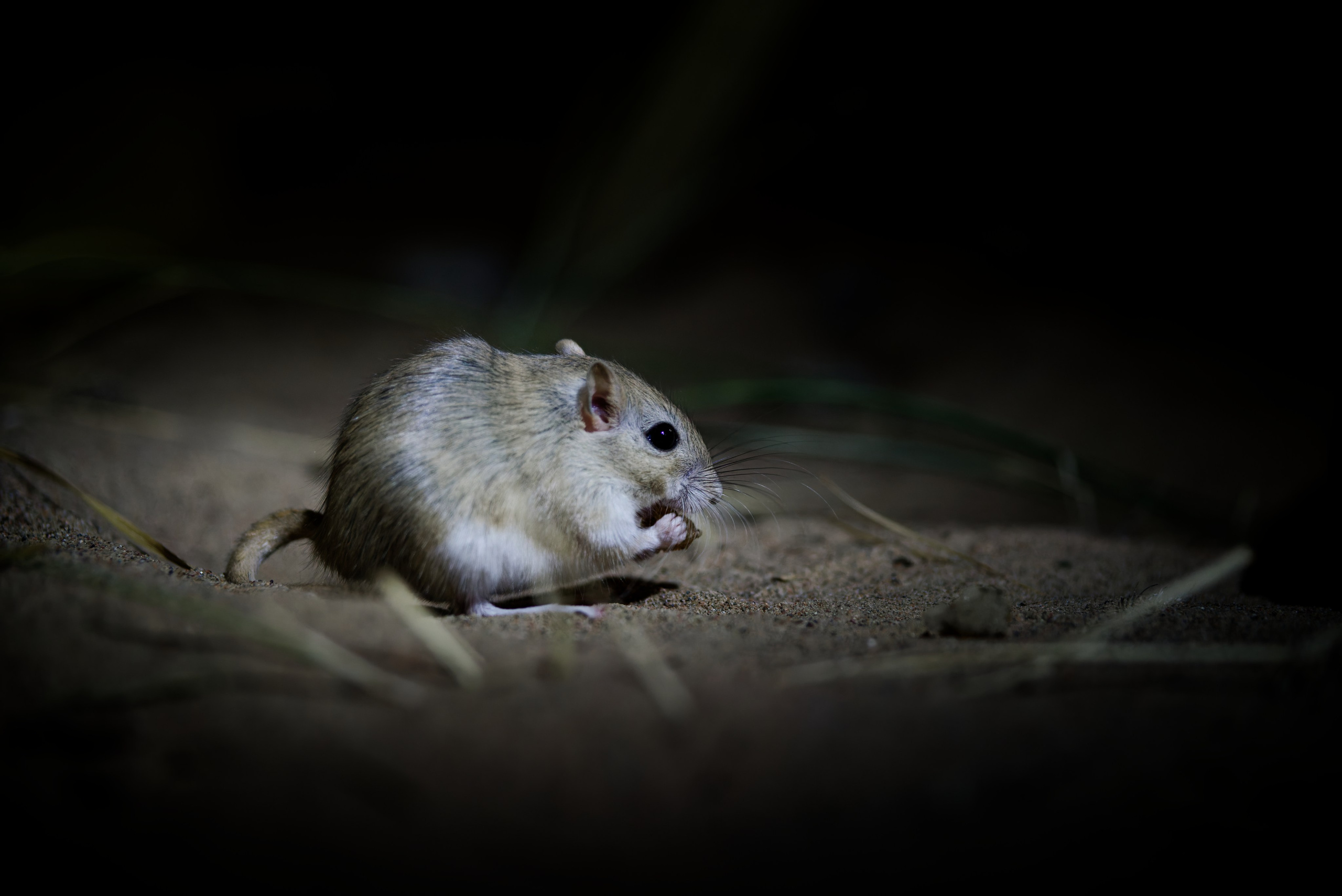 Экспедиция в Монголию (Гоби). Семоха Валерий. Фотограф