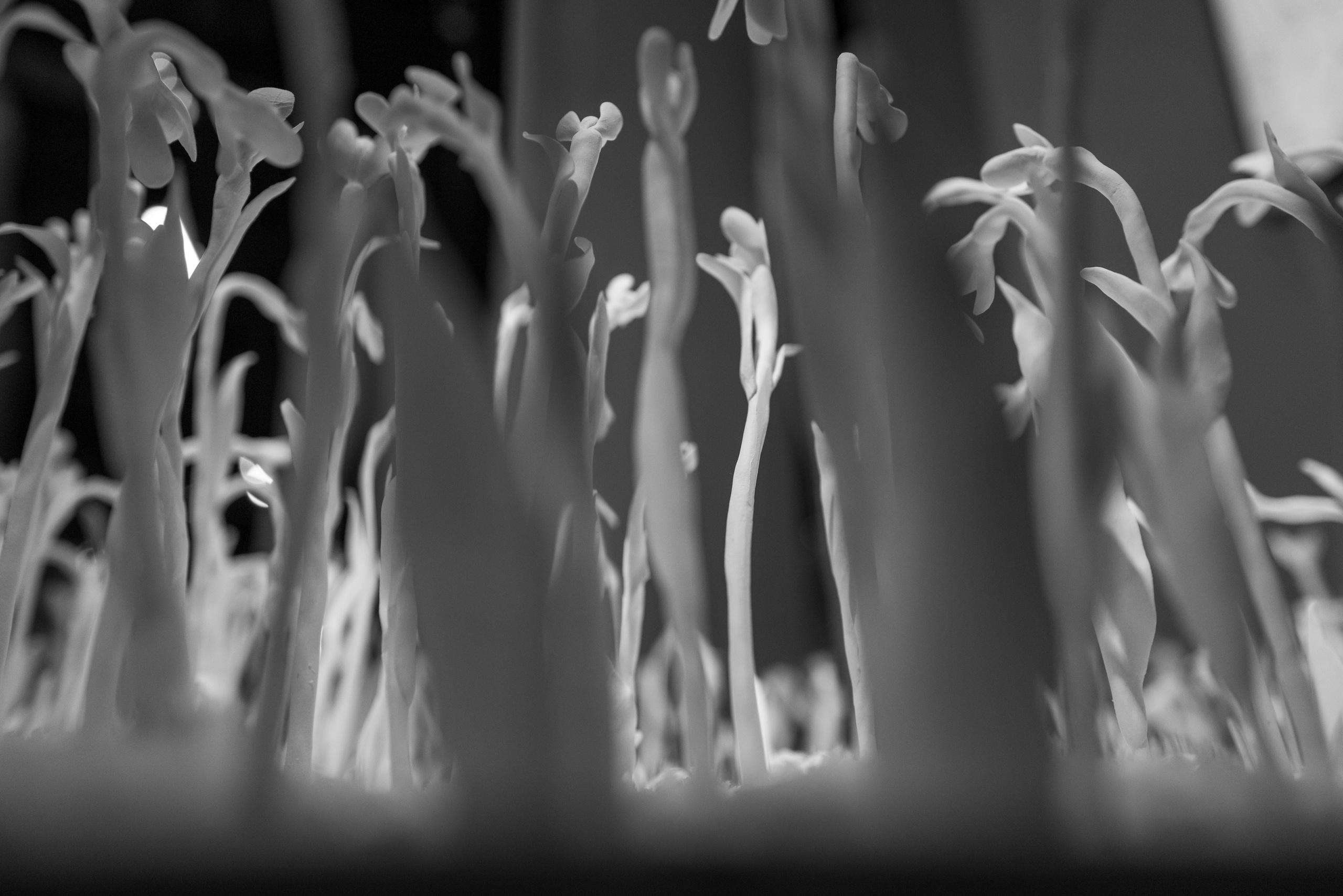 Инсталляция с ростками в Паркинг Галерее в Зарядье