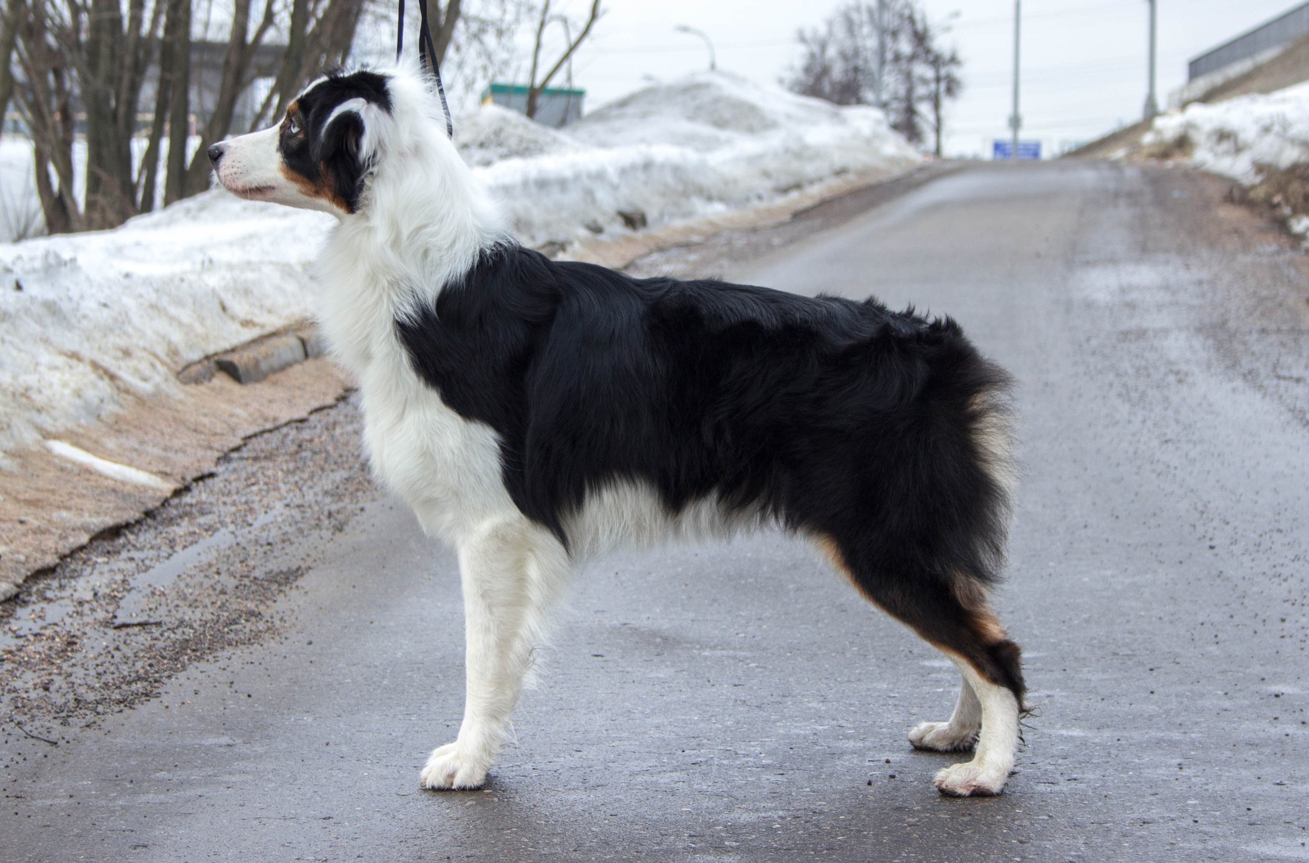 Синдра. BLGKV питомник собак