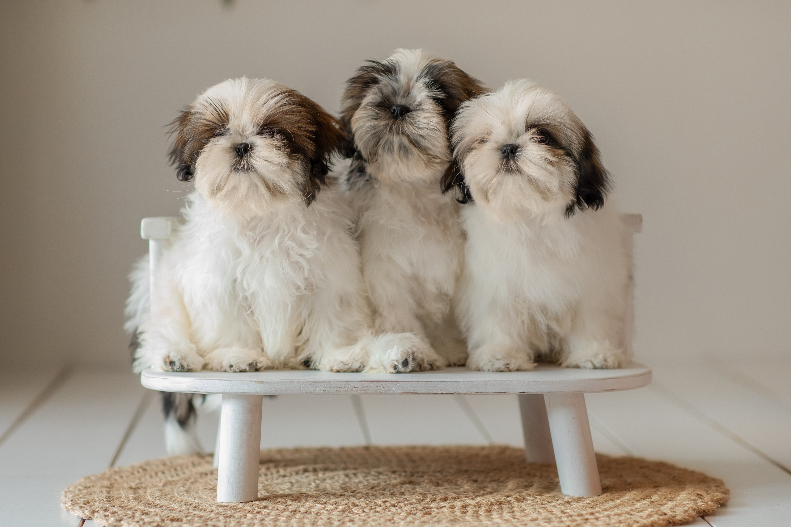 Для клиентов. Фотограф для Вашей собаки